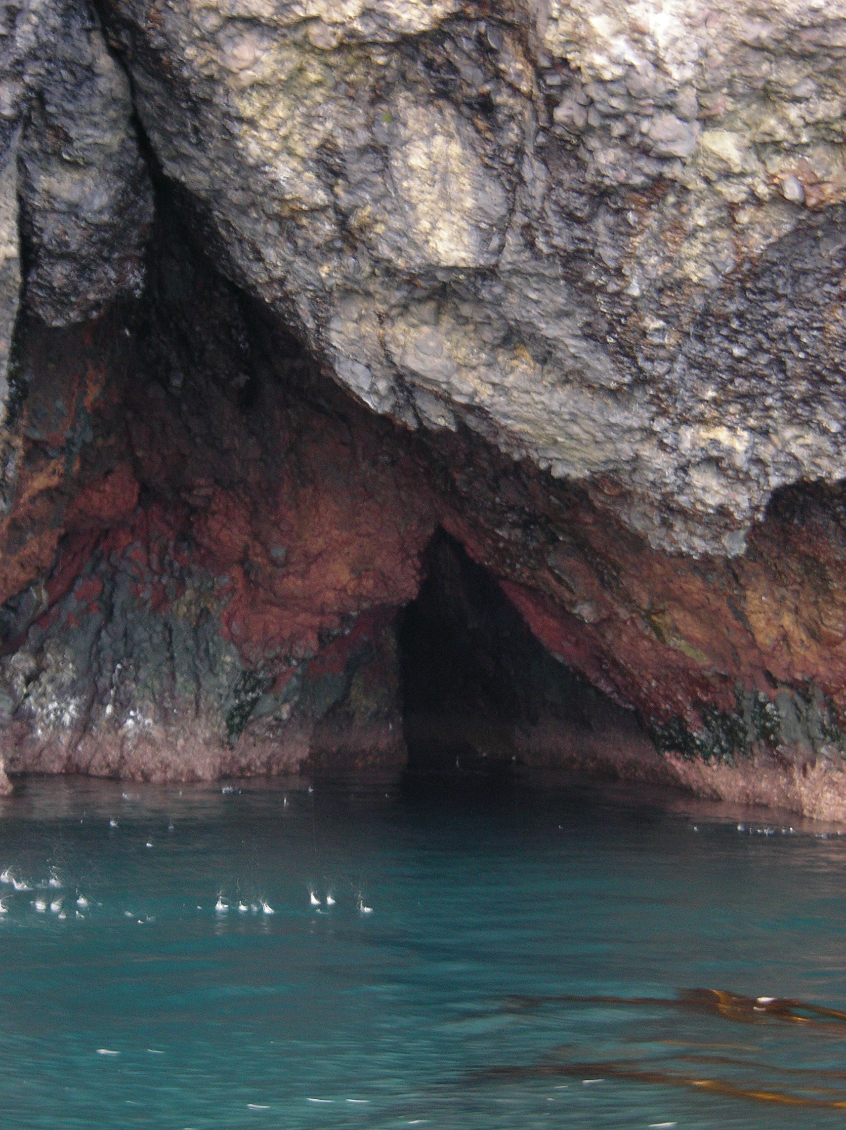 Rhodochorton purpureum – M. Lindeberg · Aleutian Islands · June 2005