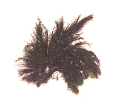 Rhodochorton purpureum
