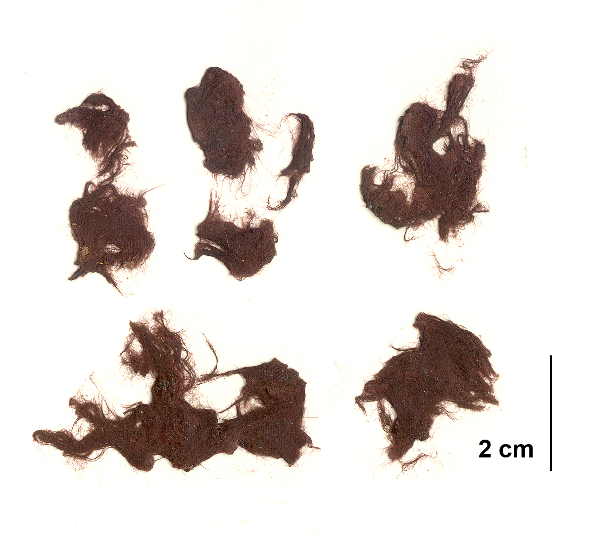 Rhodochorton purpureum – M. Lindeberg · Aleutian Islands · July 2006