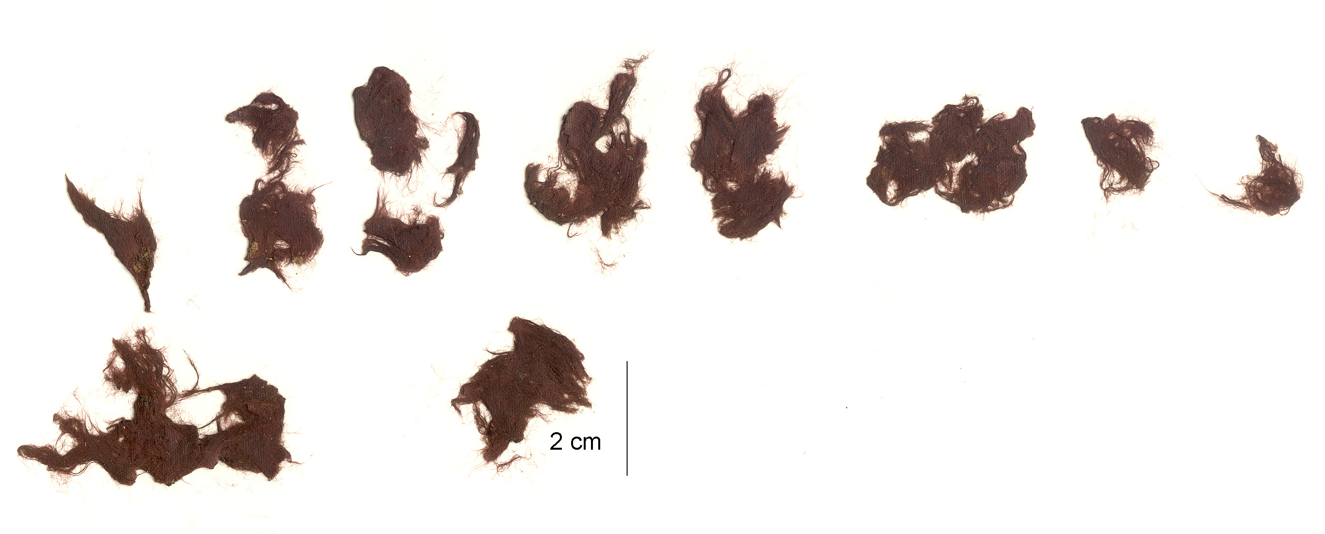 Rhodochorton purpureum – M. Lindeberg · Aleutian Islands · July 2006