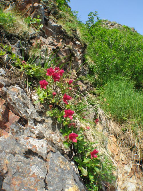 Rhododendron camtschaticum – M. Lindeberg · Alaska Peninsula · July 2009