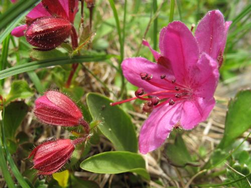 Rhododendron camtschaticum