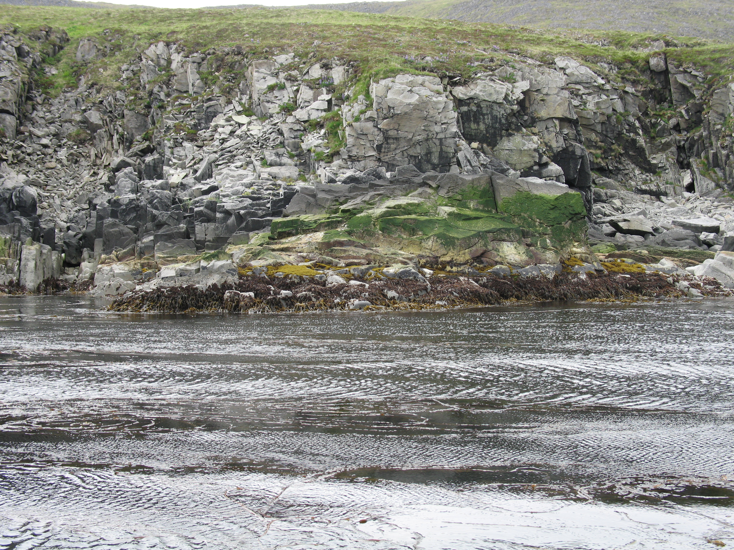 Rosenvingiella polyrhiza – M. Lindeberg · Aleutian Islands · July 2006