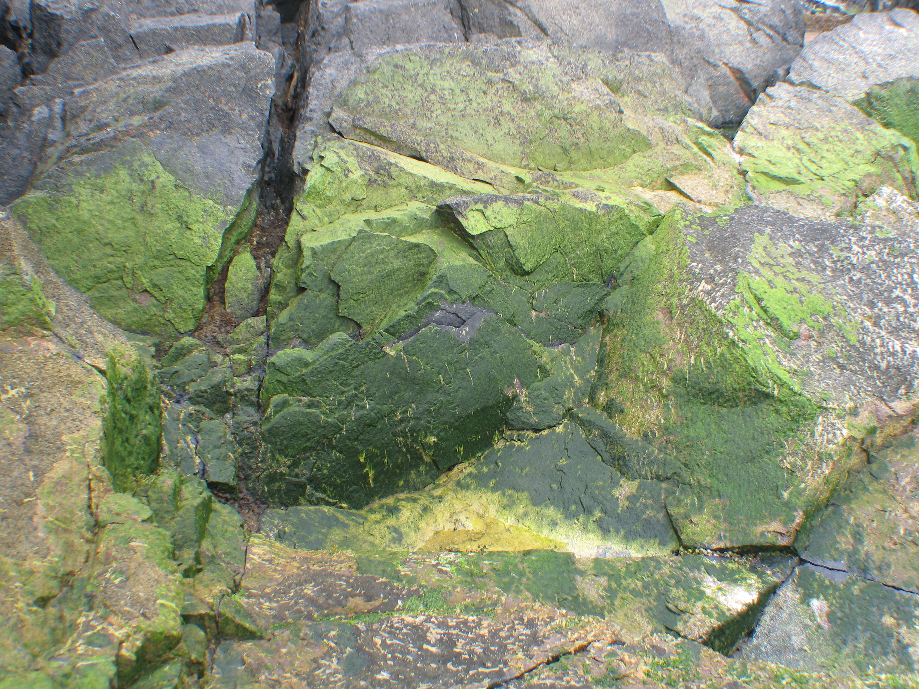 Rosenvingiella polyrhiza – M. Lindeberg · Aleutian Islands · July 2007