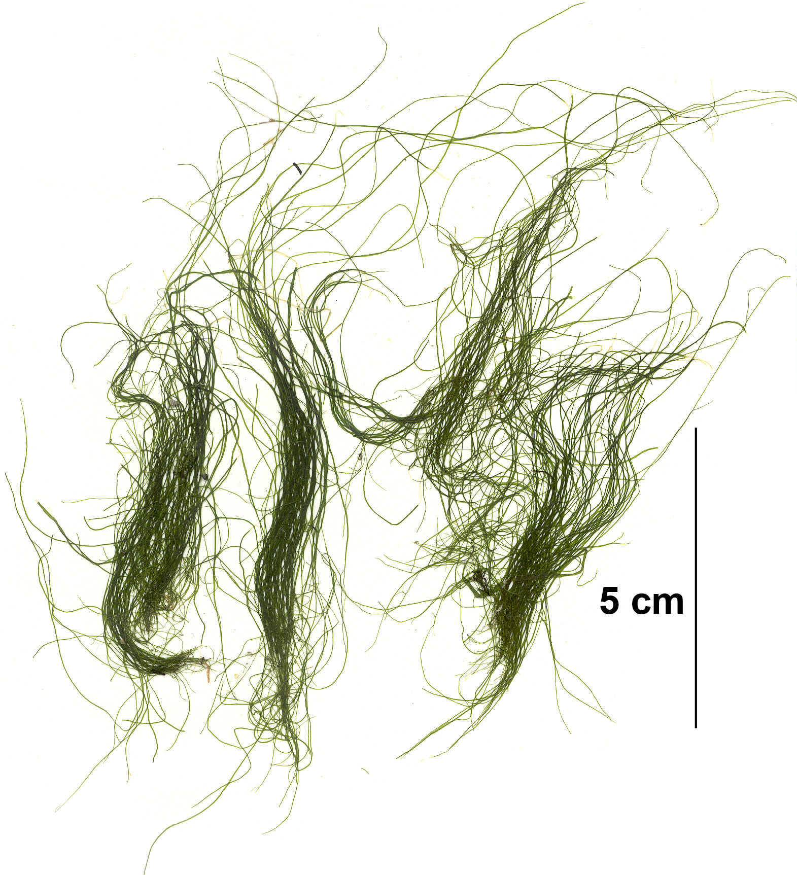 Rosenvingiella polyrhiza