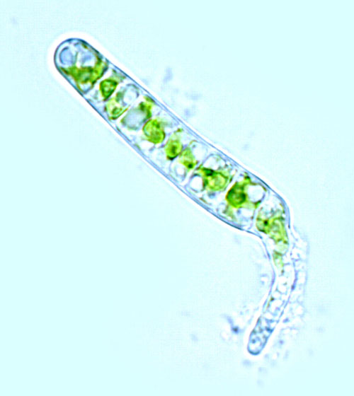 Rosenvingiella polyrhiza – F. Rindi