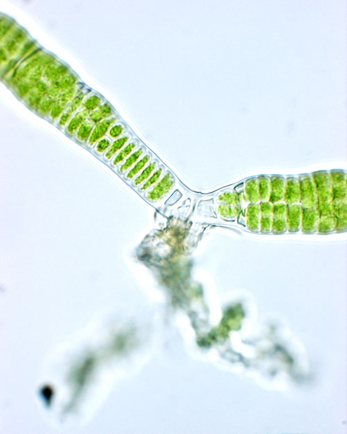 Rosenvingiella polyrhiza – F. Rindi