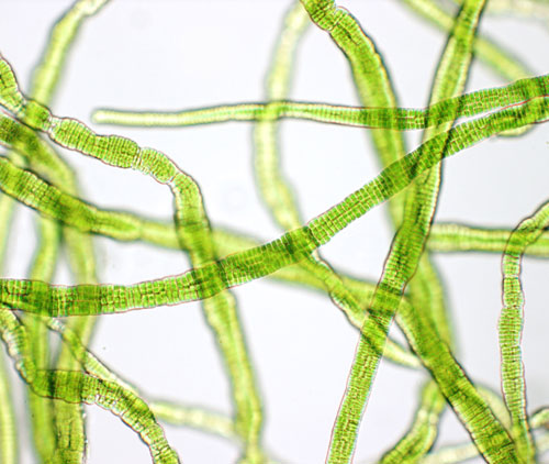 Rosenvingiella polyrhiza – F. Rindi