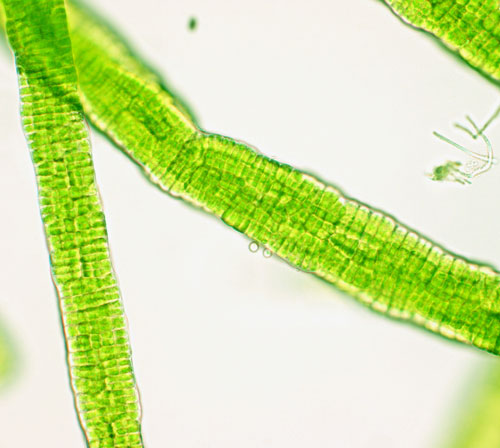 Rosenvingiella polyrhiza – F. Rindi
