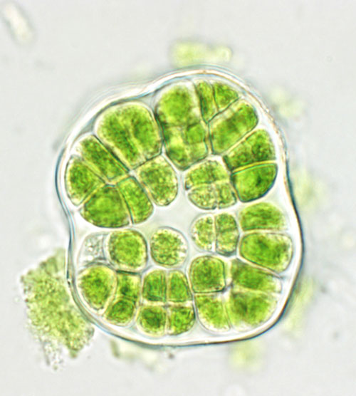 Rosenvingiella polyrhiza – F. Rindi