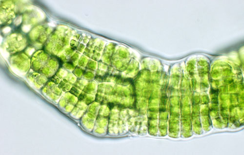 Rosenvingiella polyrhiza – F. Rindi
