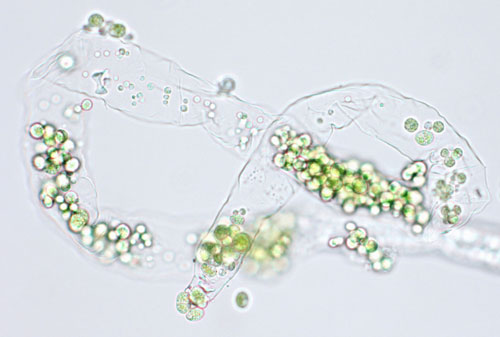 Rosenvingiella polyrhiza – F. Rindi
