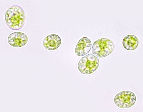 Rosenvingiella polyrhiza – F. Rindi