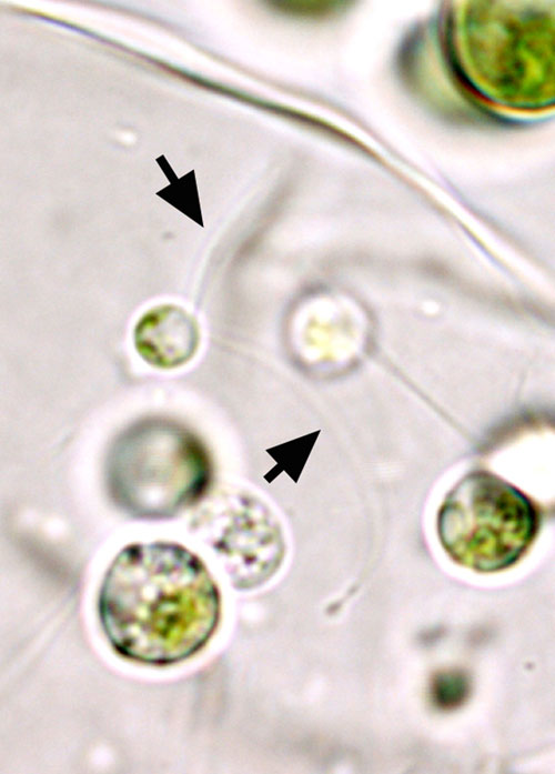 Rosenvingiella polyrhiza – F. Rindi