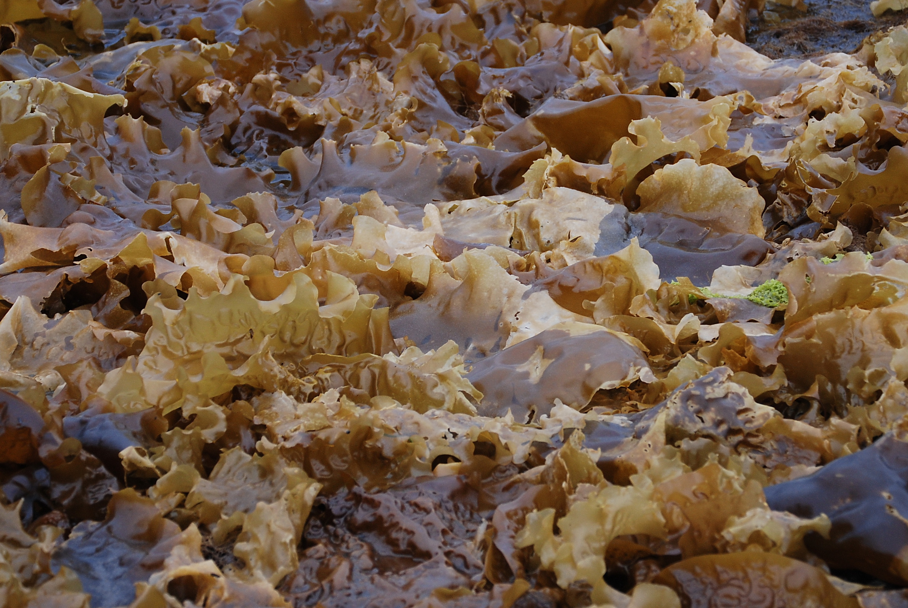 Saccharina latissima – M. Lindeberg · Southeast Alaska · June 2008