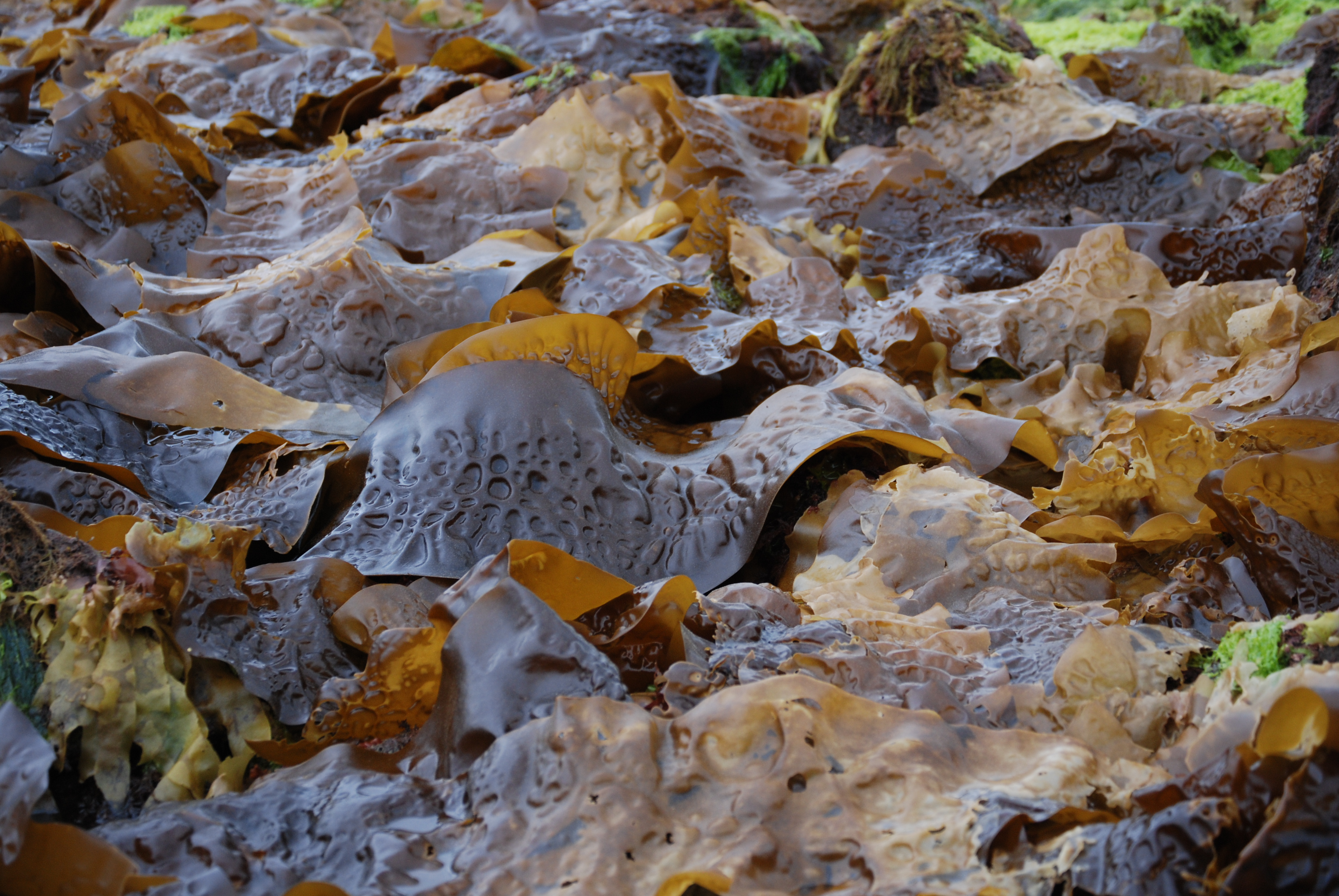 Saccharina latissima – M. Lindeberg · Southeast Alaska · May 2013