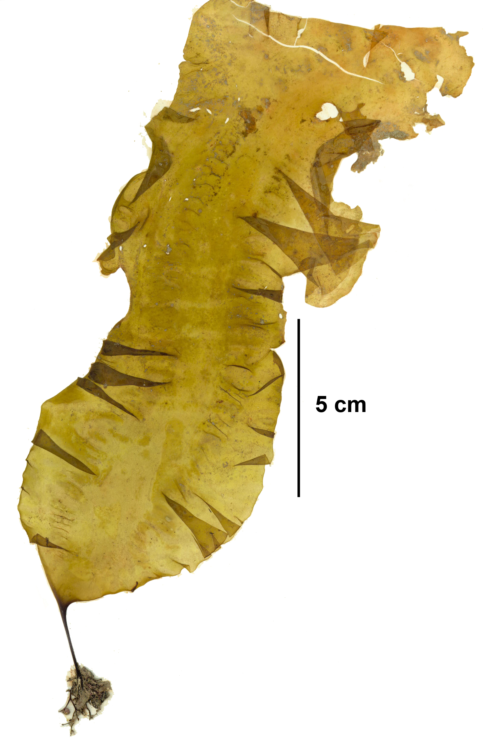 Saccharina latissima