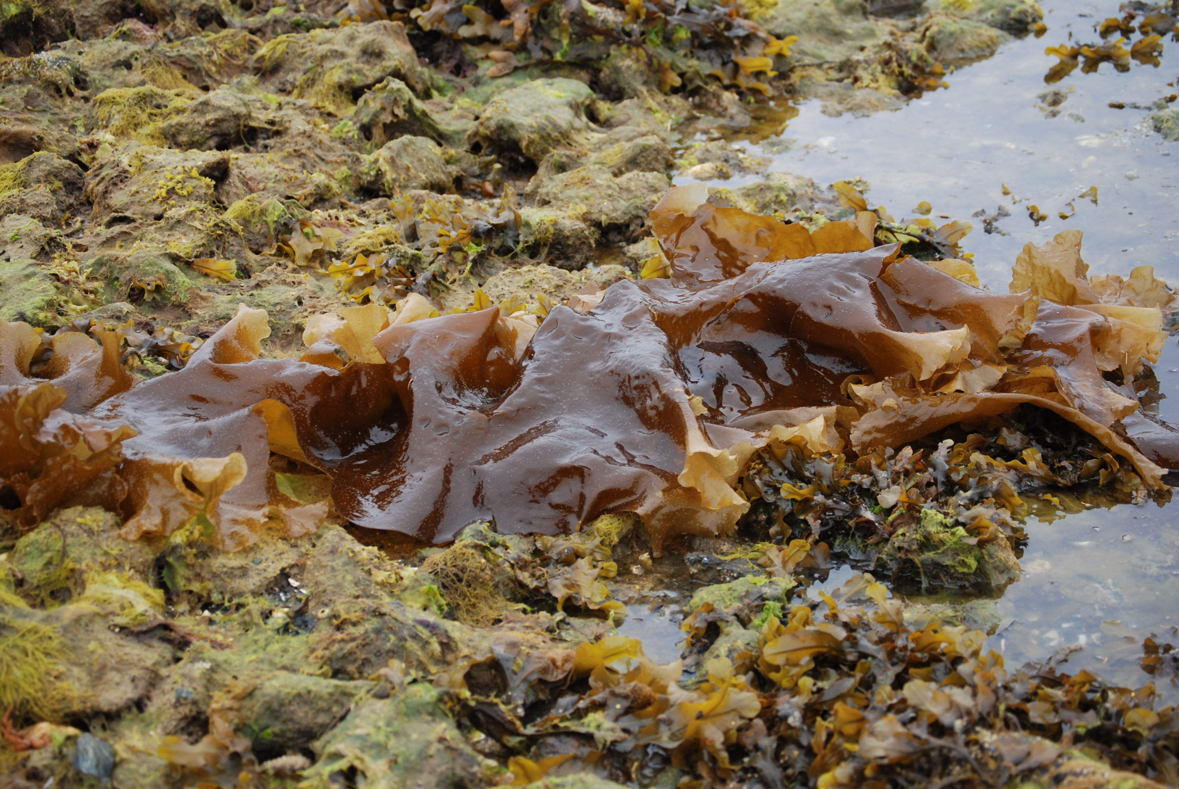 Saccharina latissima – M. Lindeberg · Southeast Alaska · June 2008