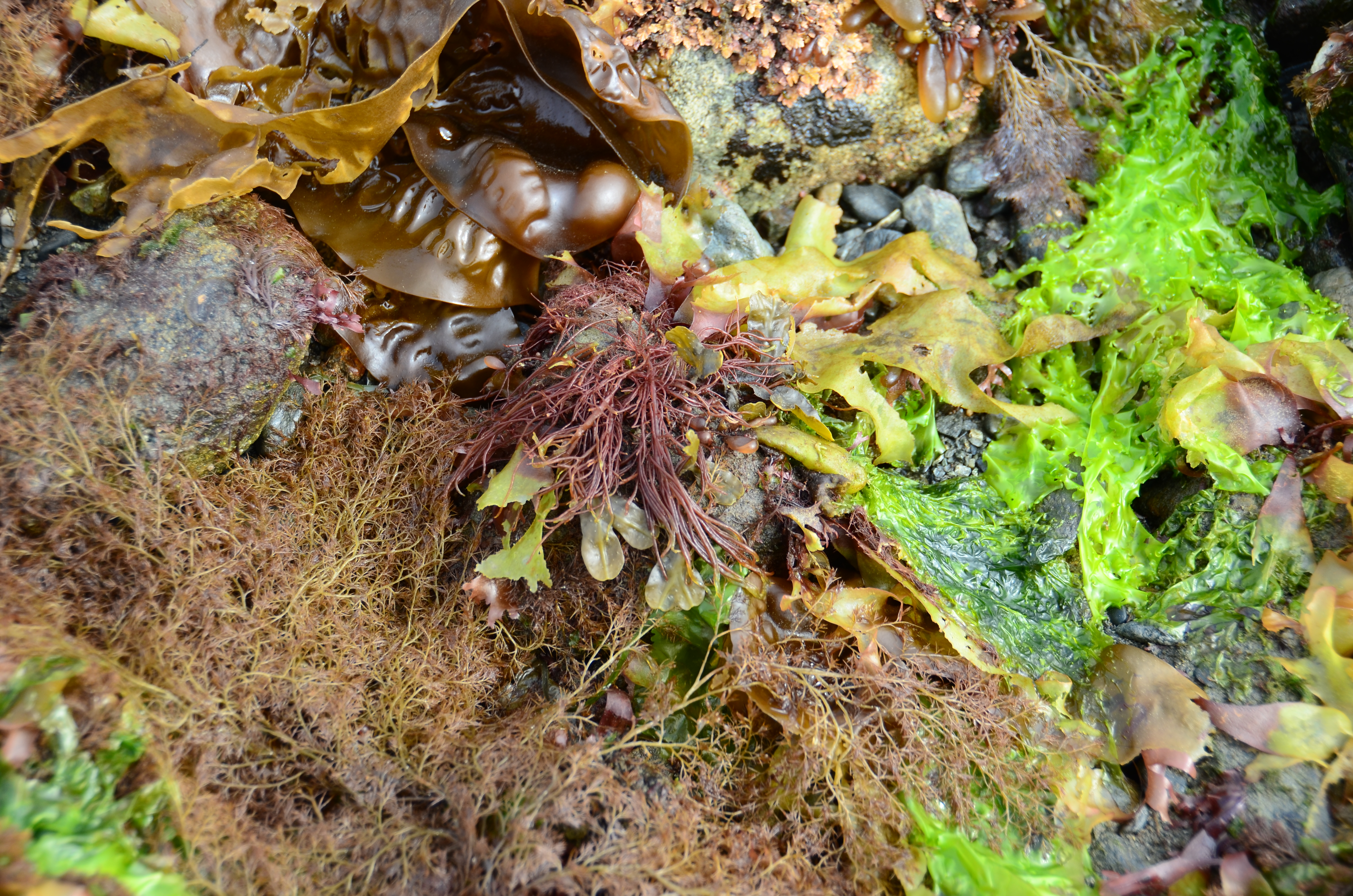Sarcodiotheca gaudichaudii – M. Lindeberg · Southeast · May 2013