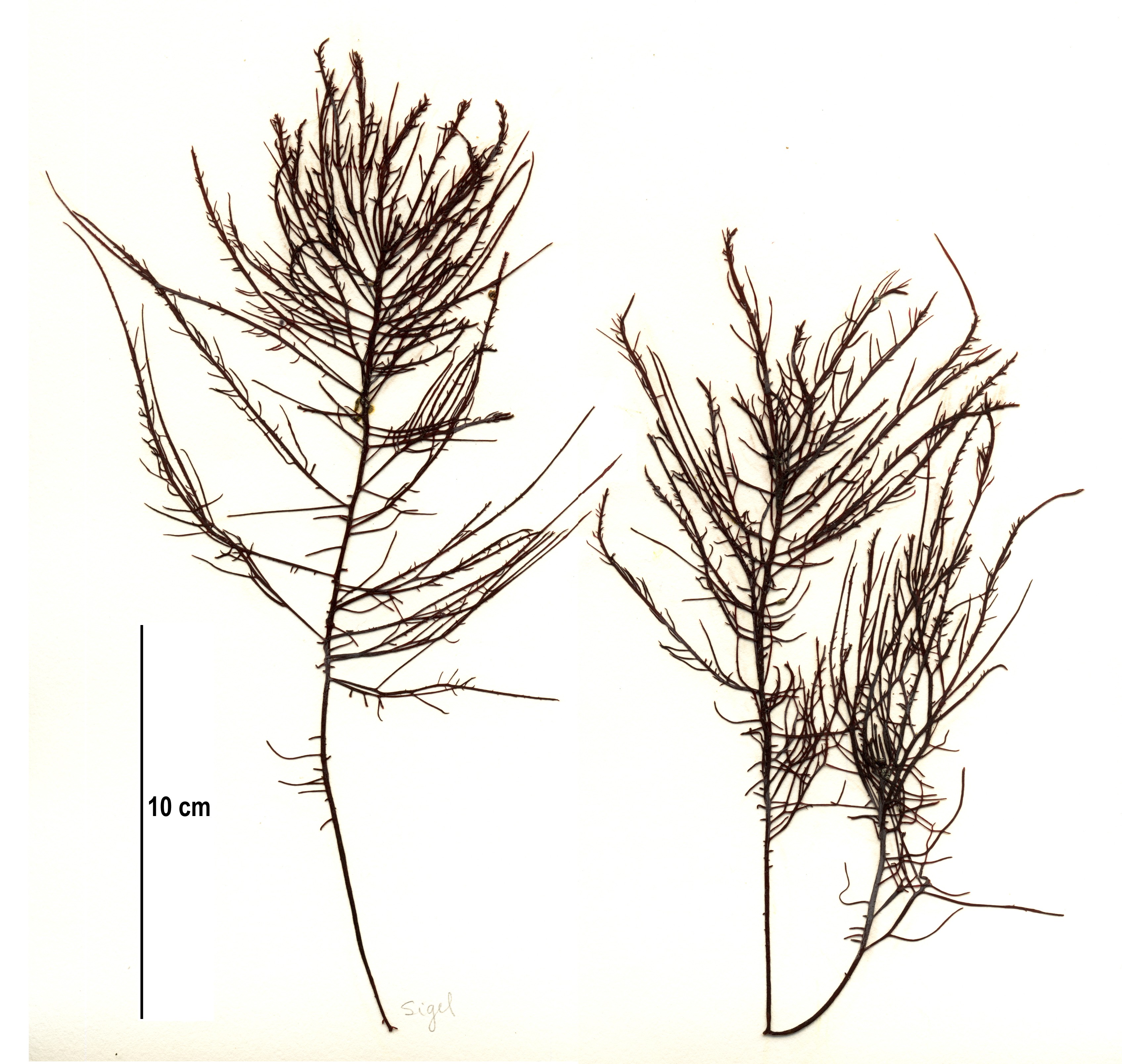 Sarcodiotheca gaudichaudii – M. Lindeberg · Southeast · May 2013