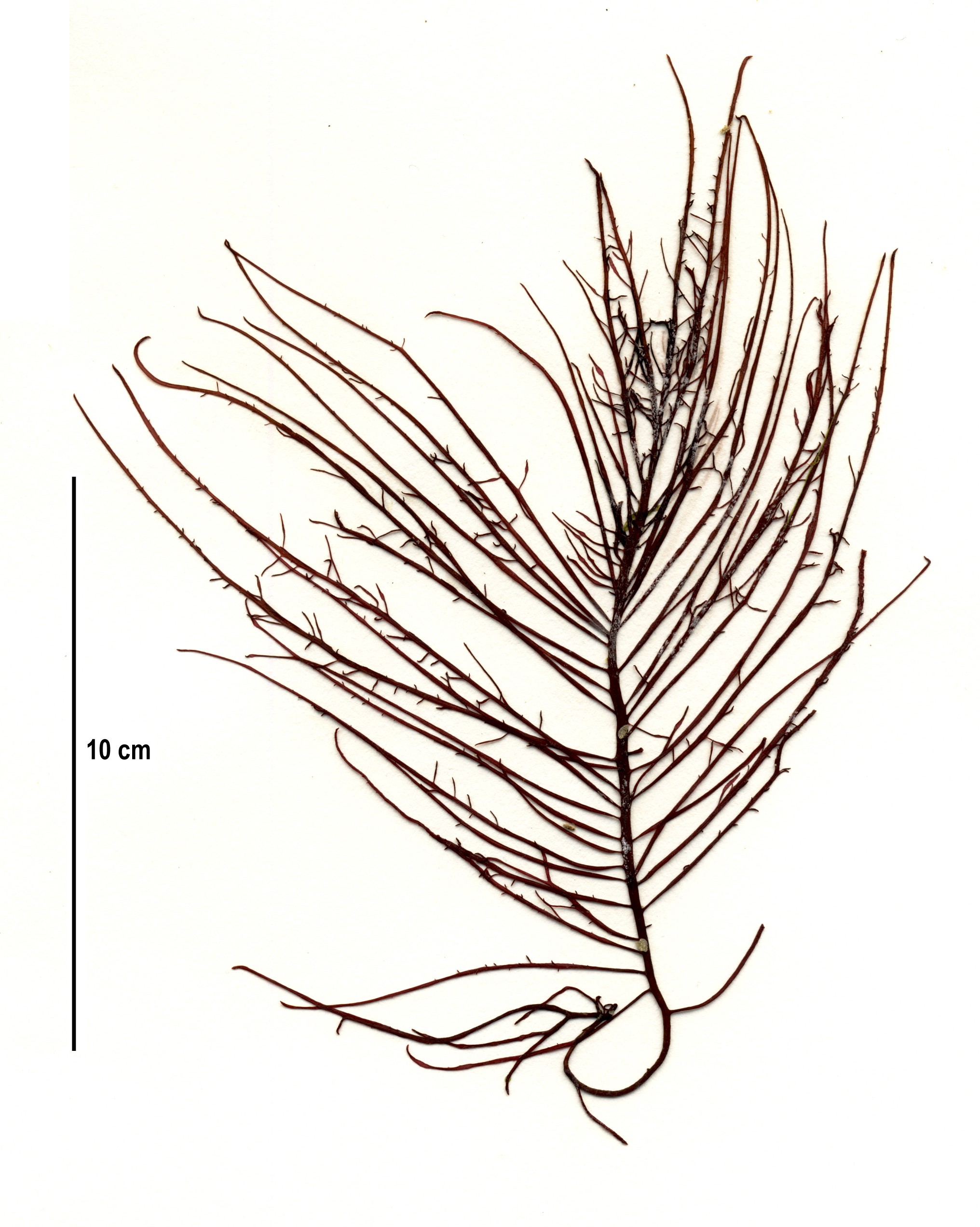 Sarcodiotheca gaudichaudii