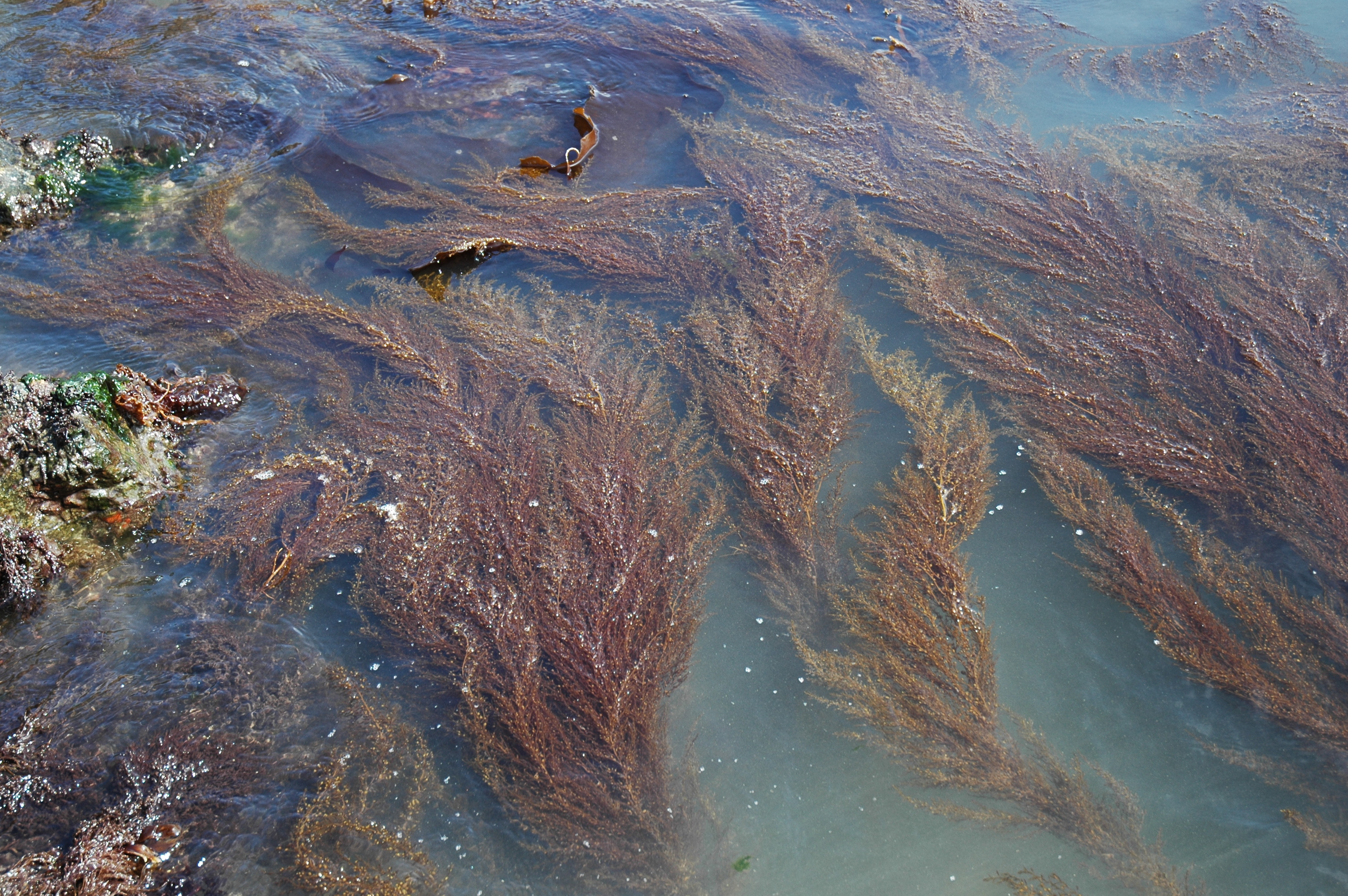 Sargassum muticum – M. Morris · British Columbia · June 2008