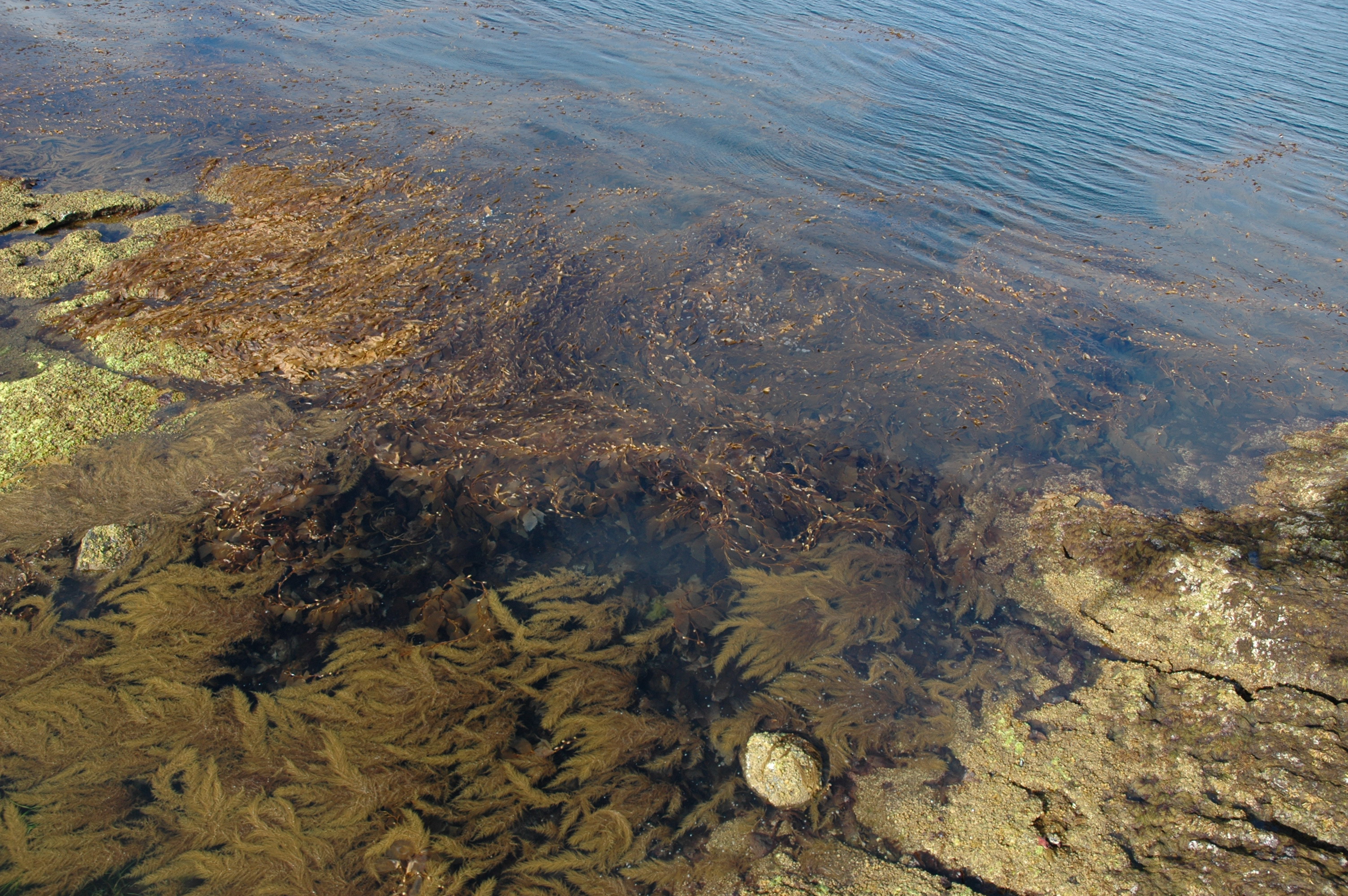 Sargassum muticum – M. Morris · Southeast Alaska · July 2006