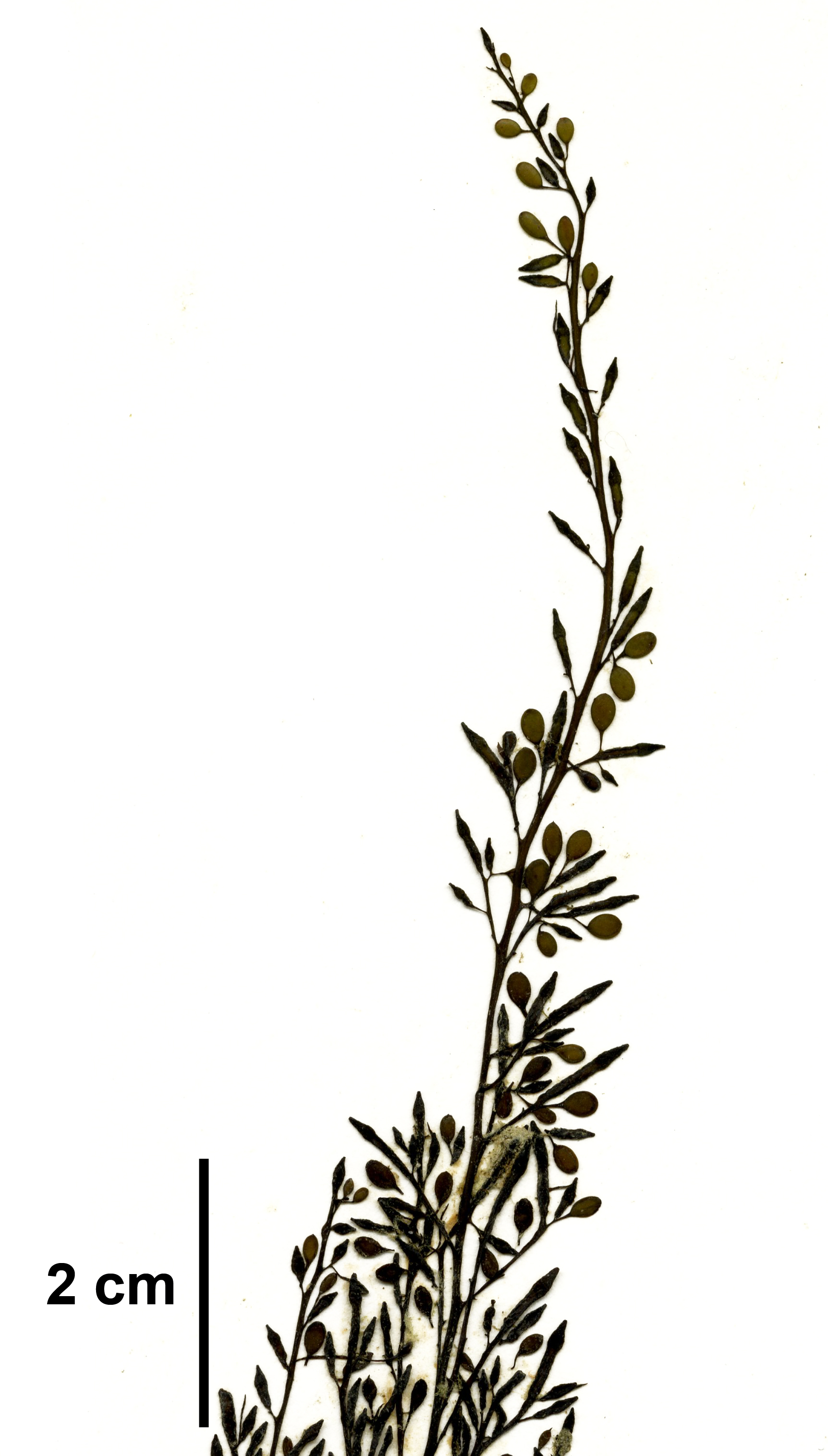Sargassum muticum – M. Morris · British Columbia · July 2008