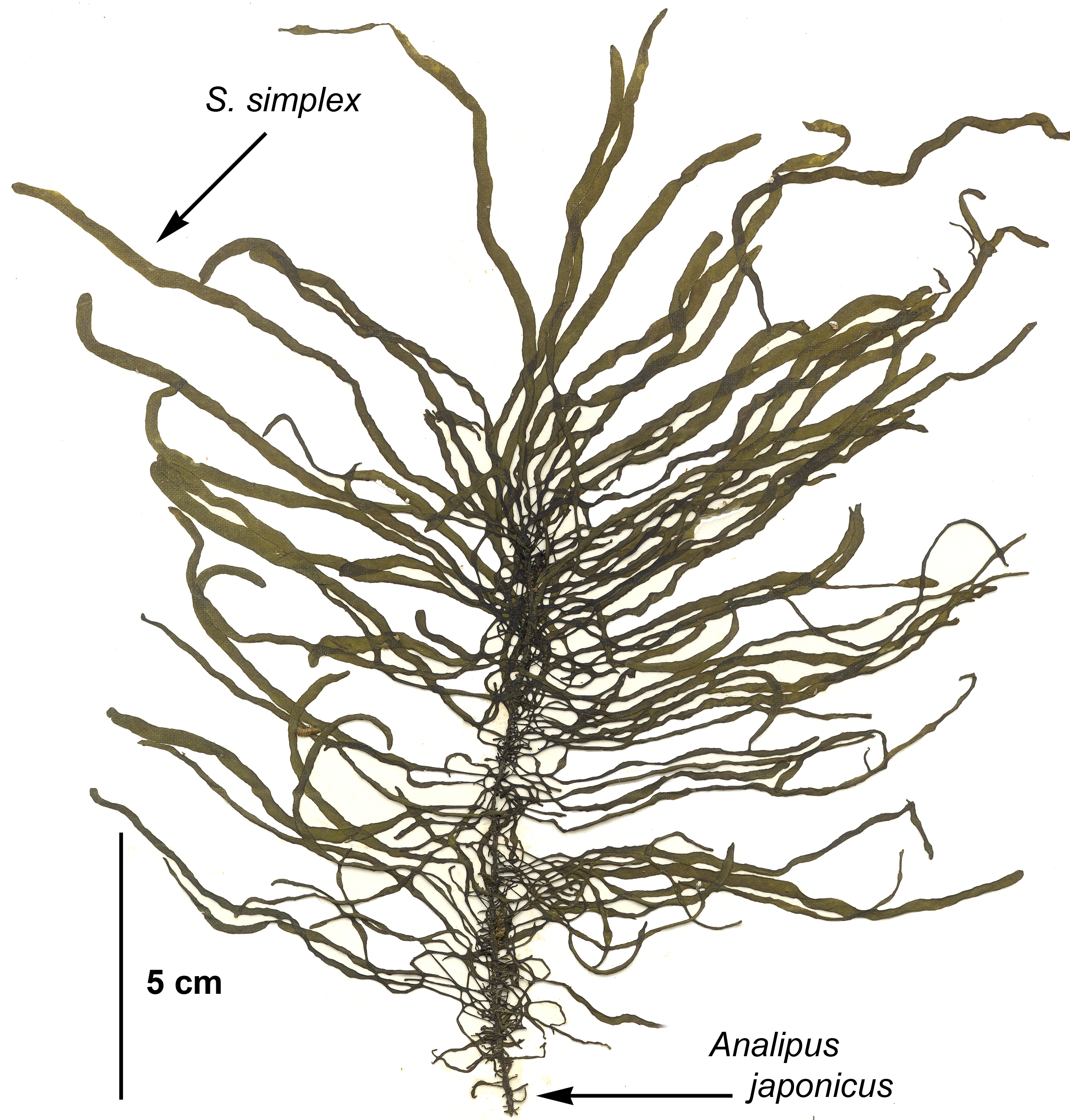 Saundersella simplex – M. Lindeberg · Aleutian Islands · July 2006