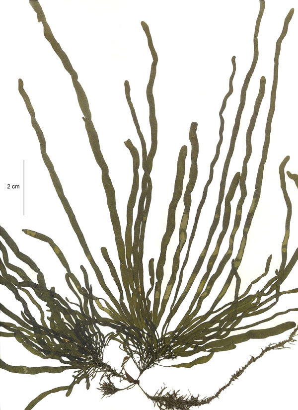 Saundersella simplex