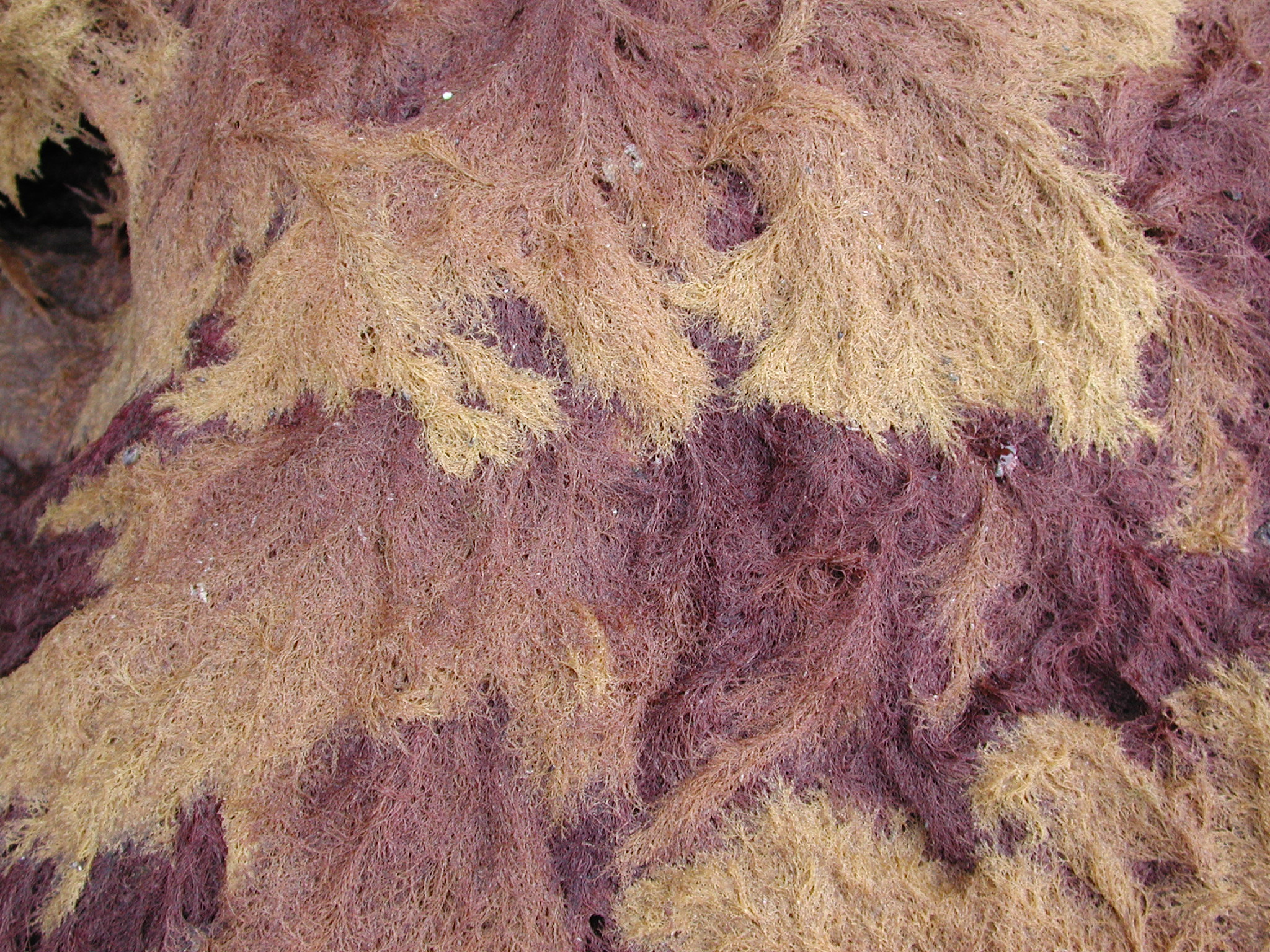 Savoiea bipinnata – M. Lindeberg · Kodiak Archipelago · May 2005