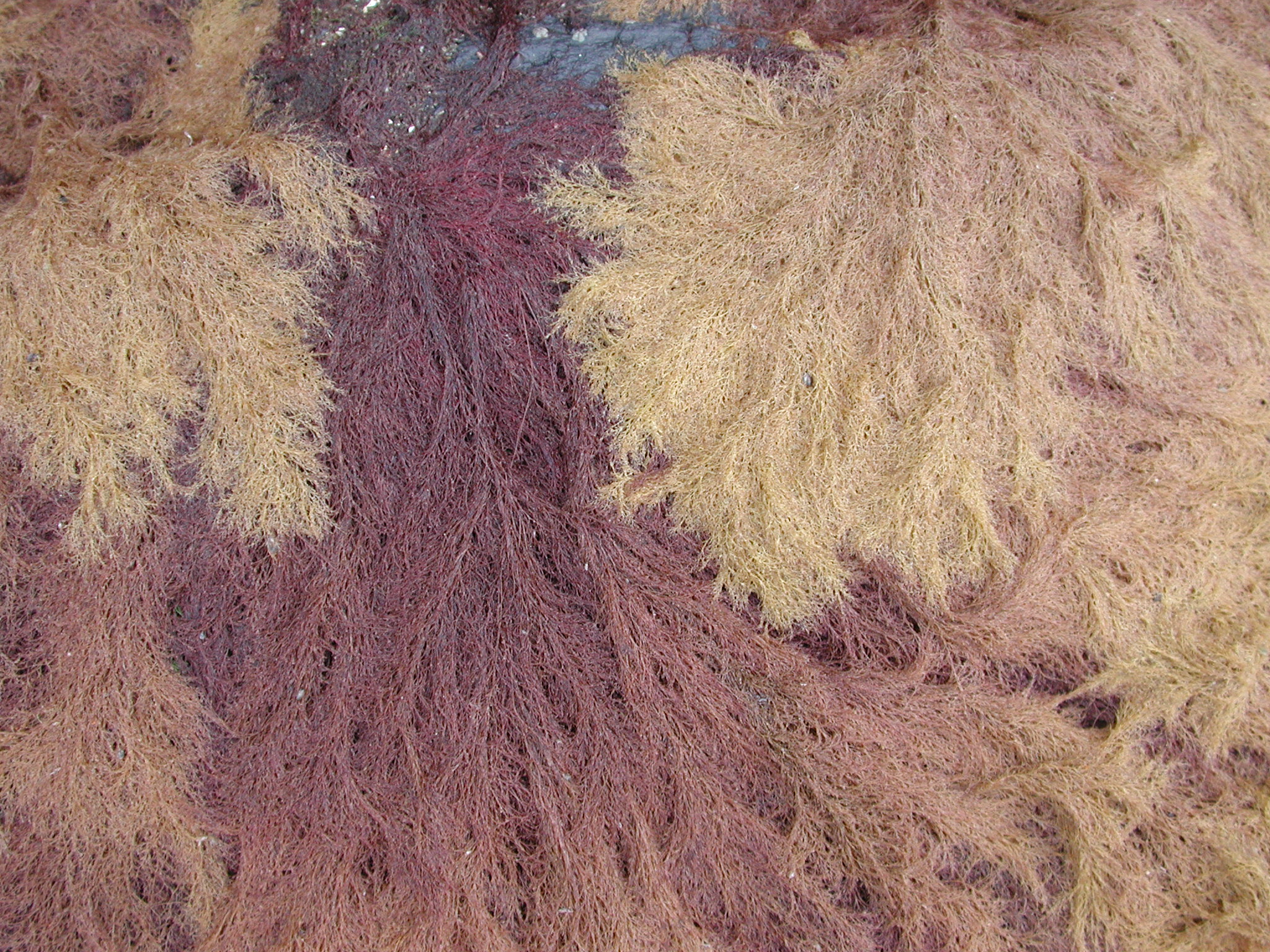 Savoiea bipinnata – M. Lindeberg · Kodiak Archipelago · May 2005