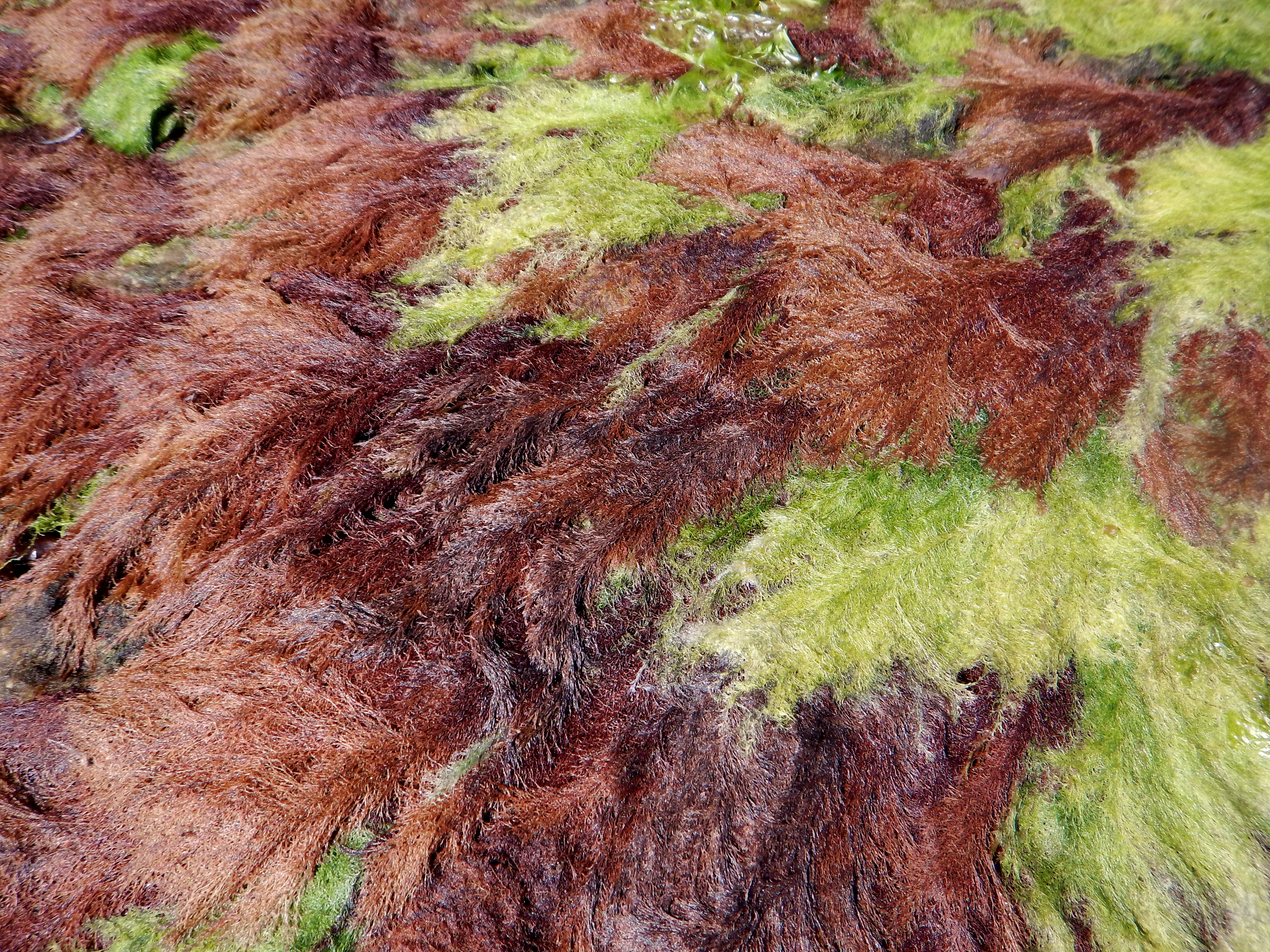 Savoiea bipinnata – M. Lindeberg · Southeast · May 2014