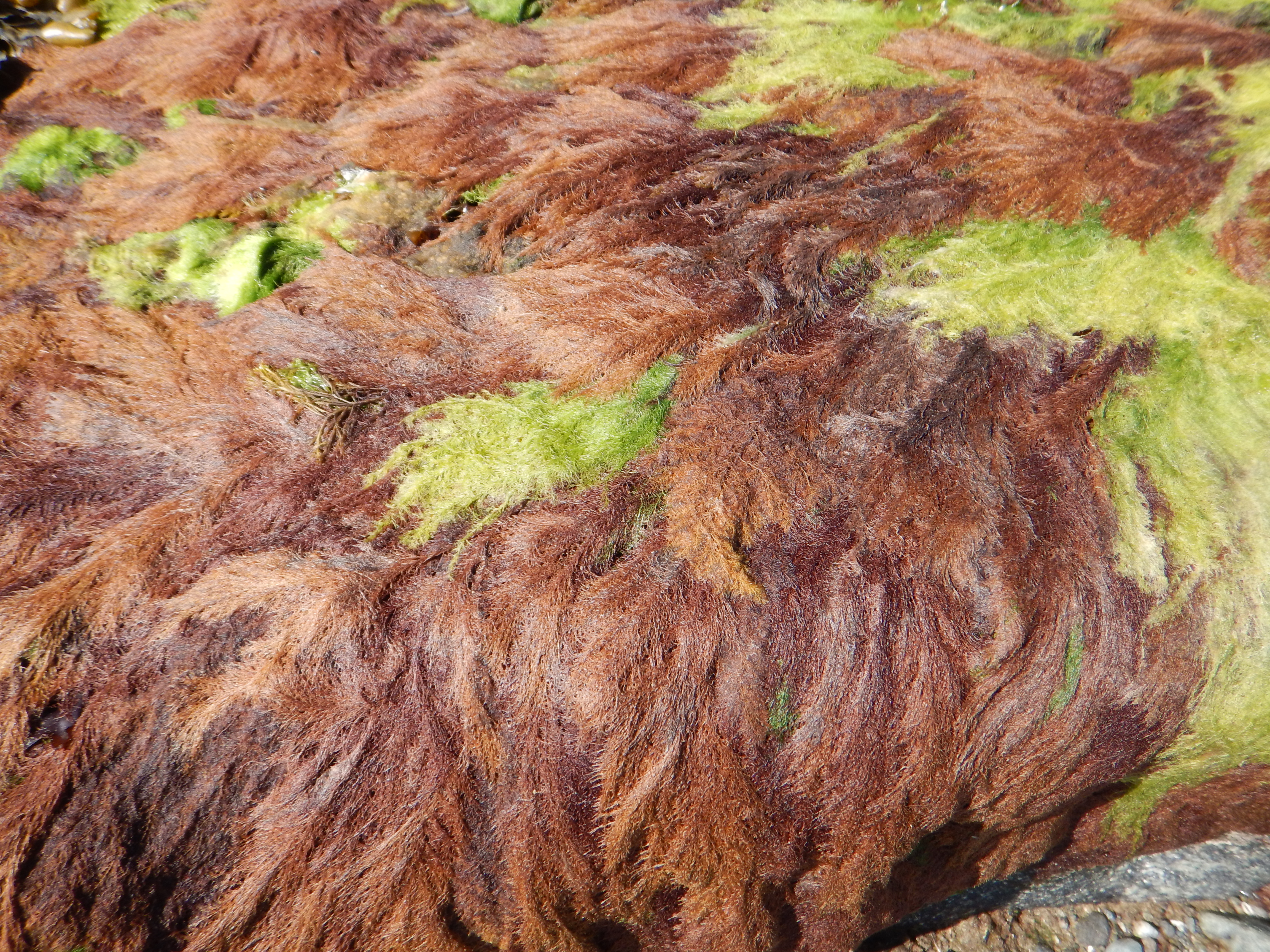 Savoiea bipinnata – M. Lindeberg · Southeast · May 2014