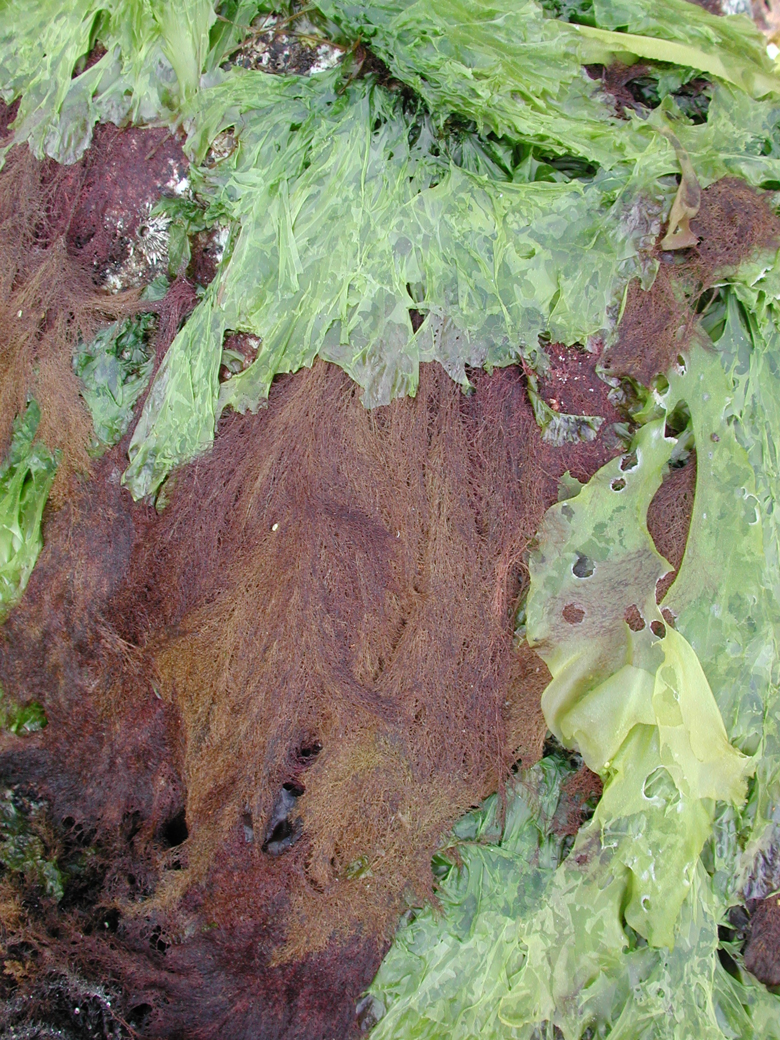 Savoiea bipinnata – M. Lindeberg · Kodiak Archipelago · May 2005