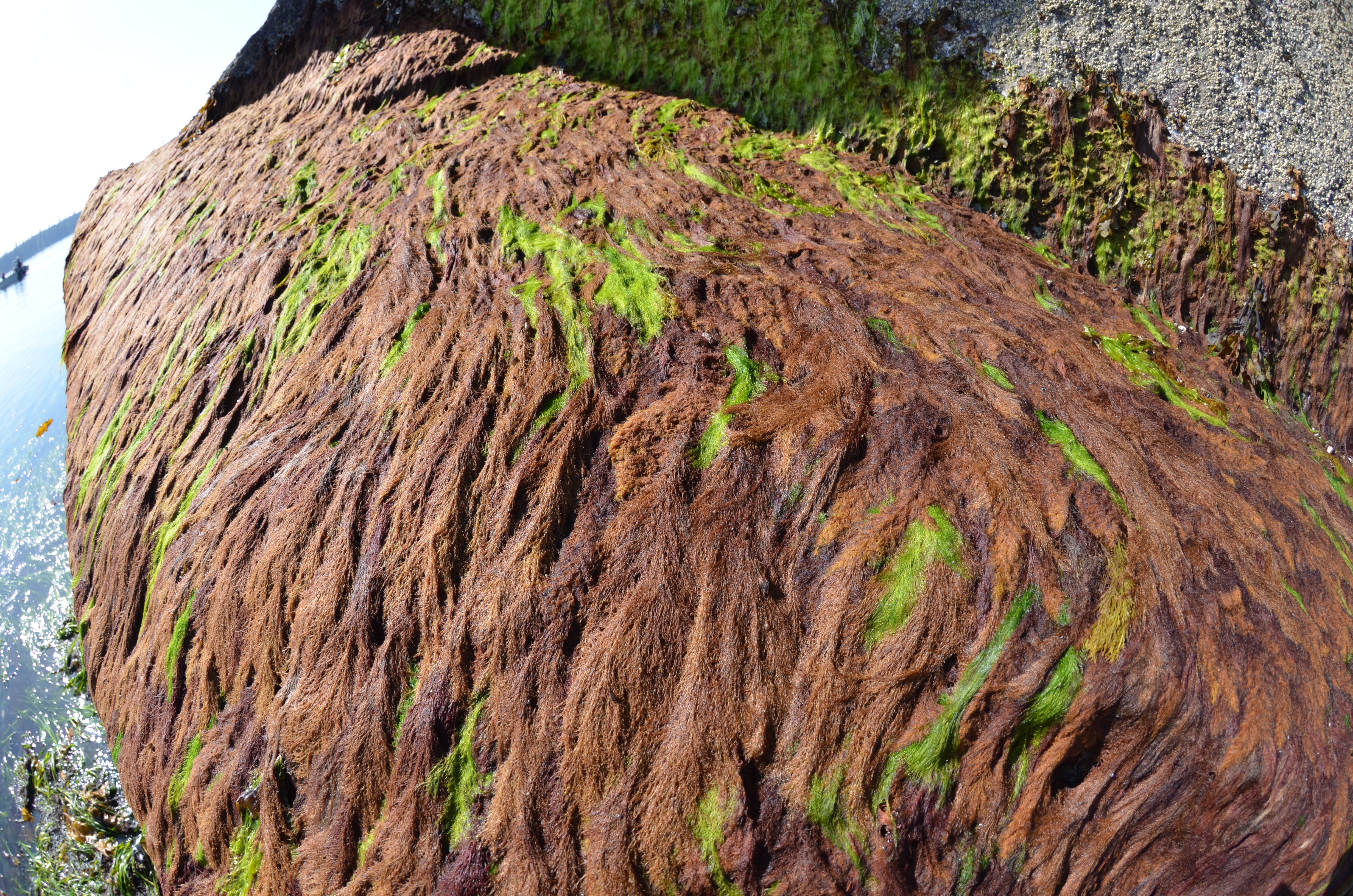 Savoiea bipinnata – M. Lindeberg · Southeast · May 2014