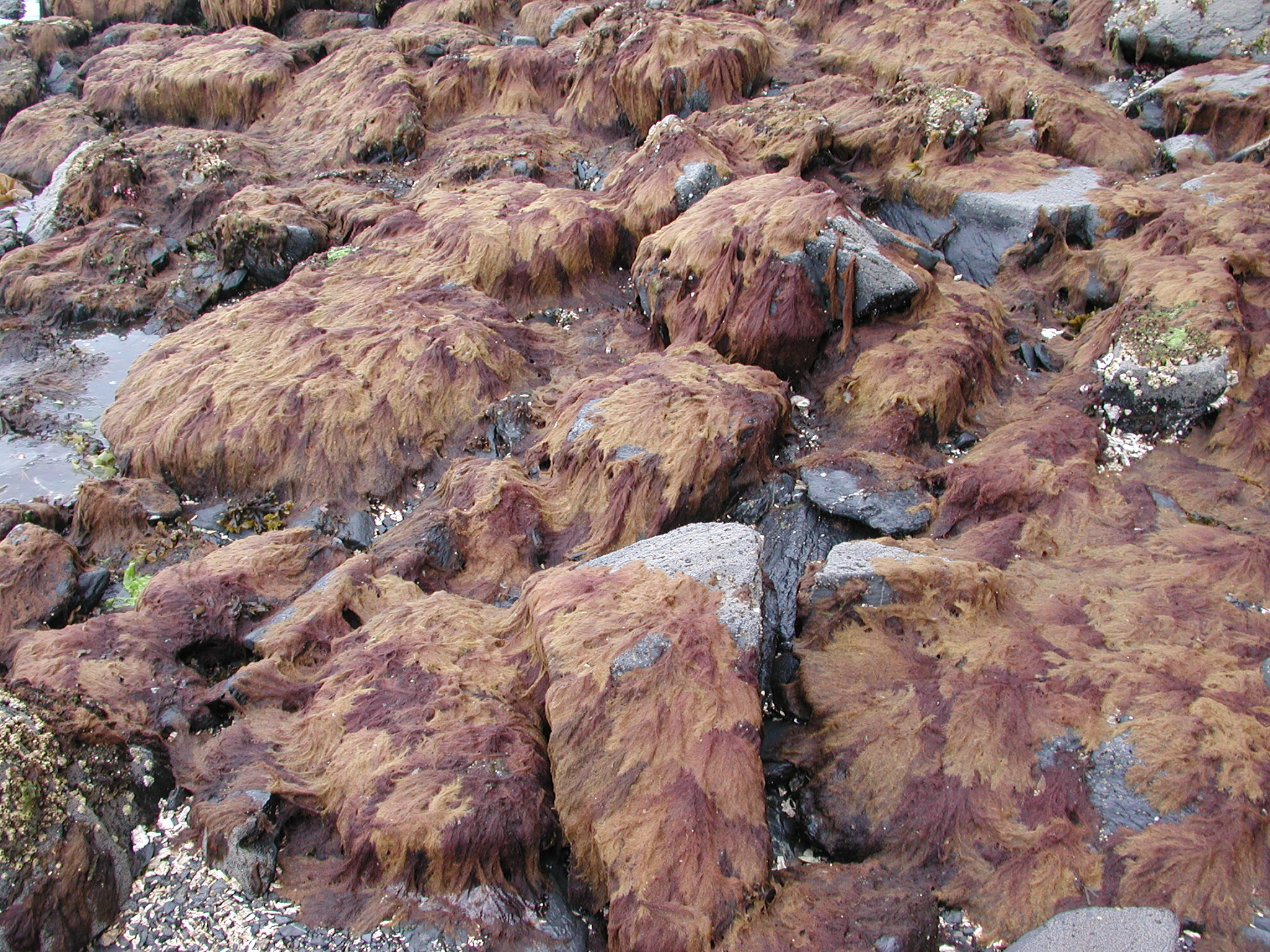 Savoiea bipinnata – M. Lindeberg · Kodiak Archipelago · May 2005