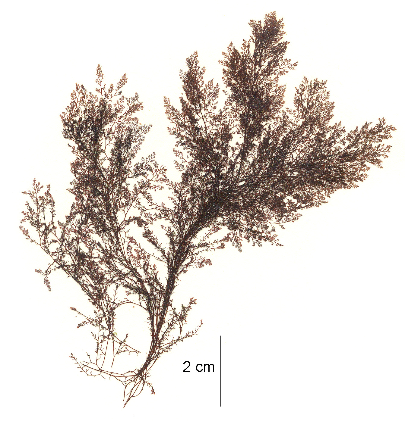 Savoiea bipinnata