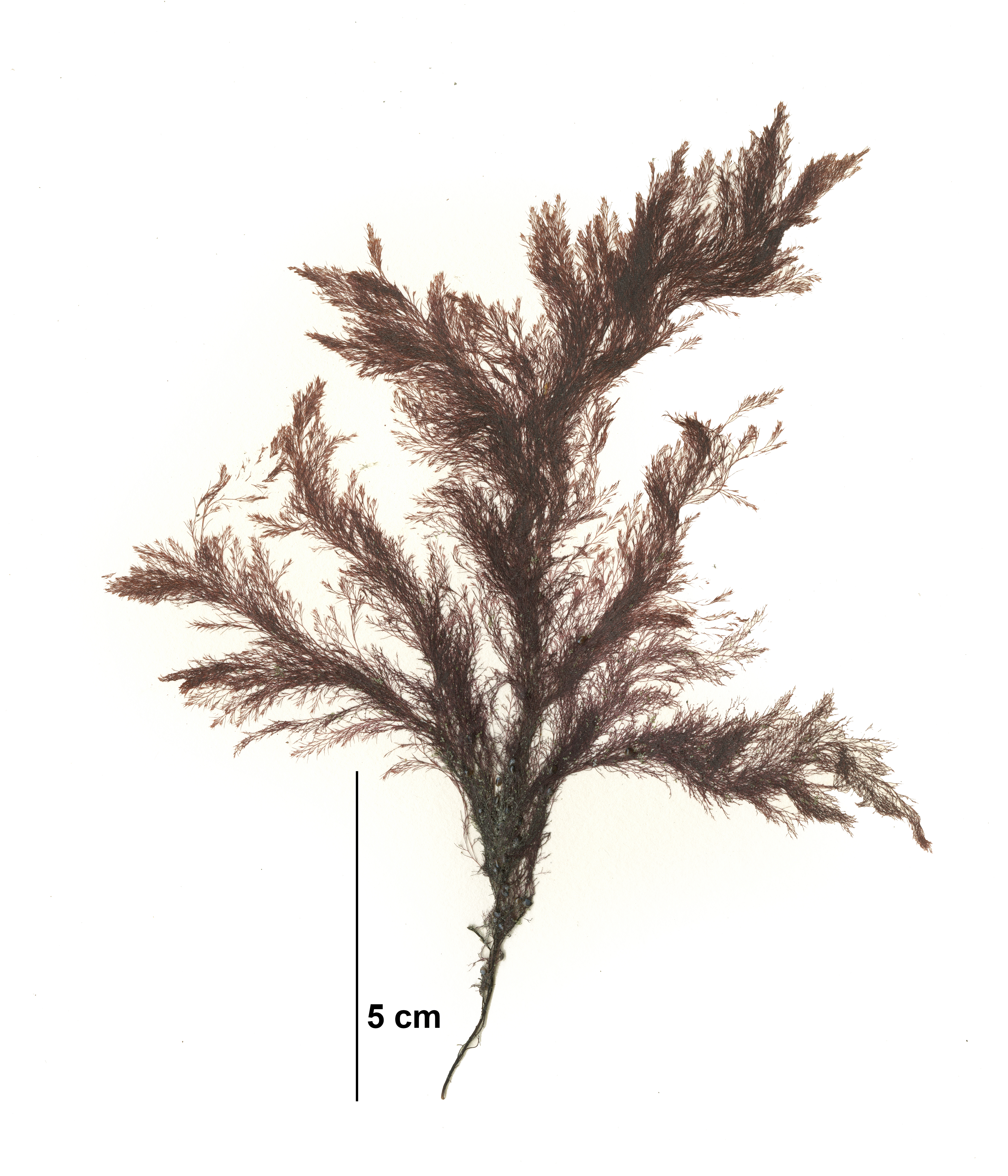 Savoiea bipinnata – M. Lindeberg · Cook Inlet · May 2018