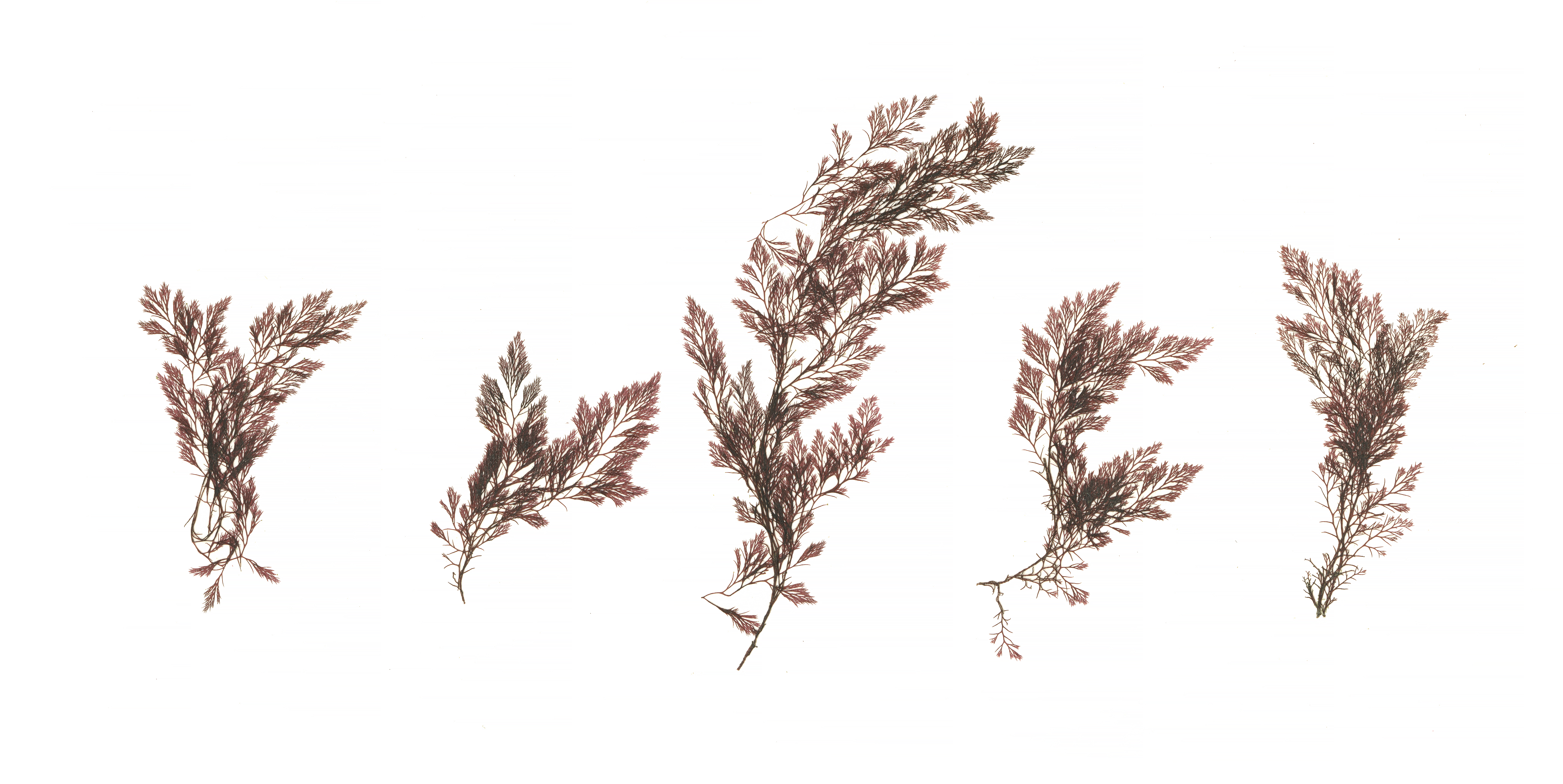 Savoiea bipinnata – M. Lindeberg · Alaska Peninsula · May 2016