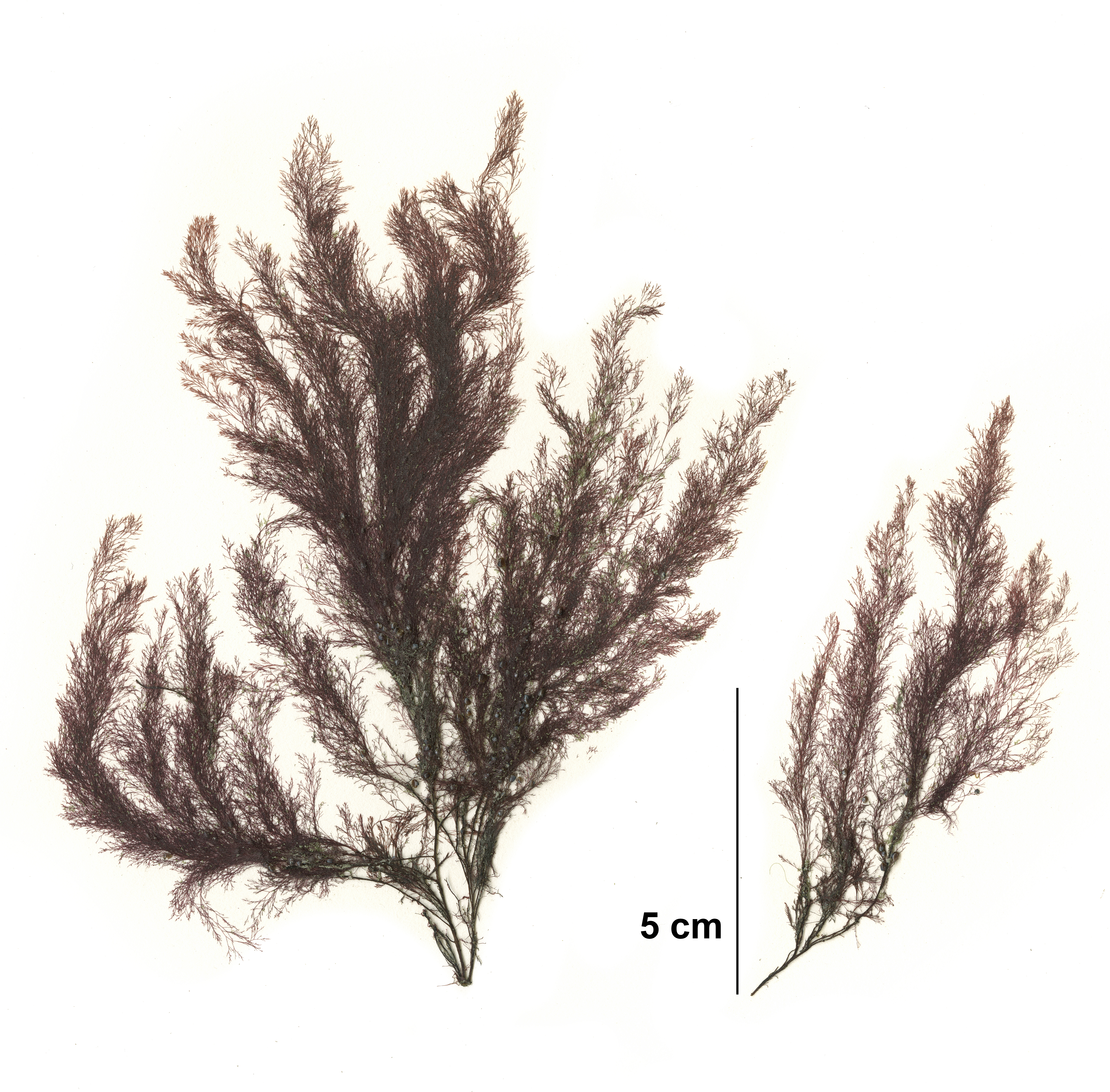 Savoiea bipinnata – M. Lindeberg · Cook Inlet · May 2018