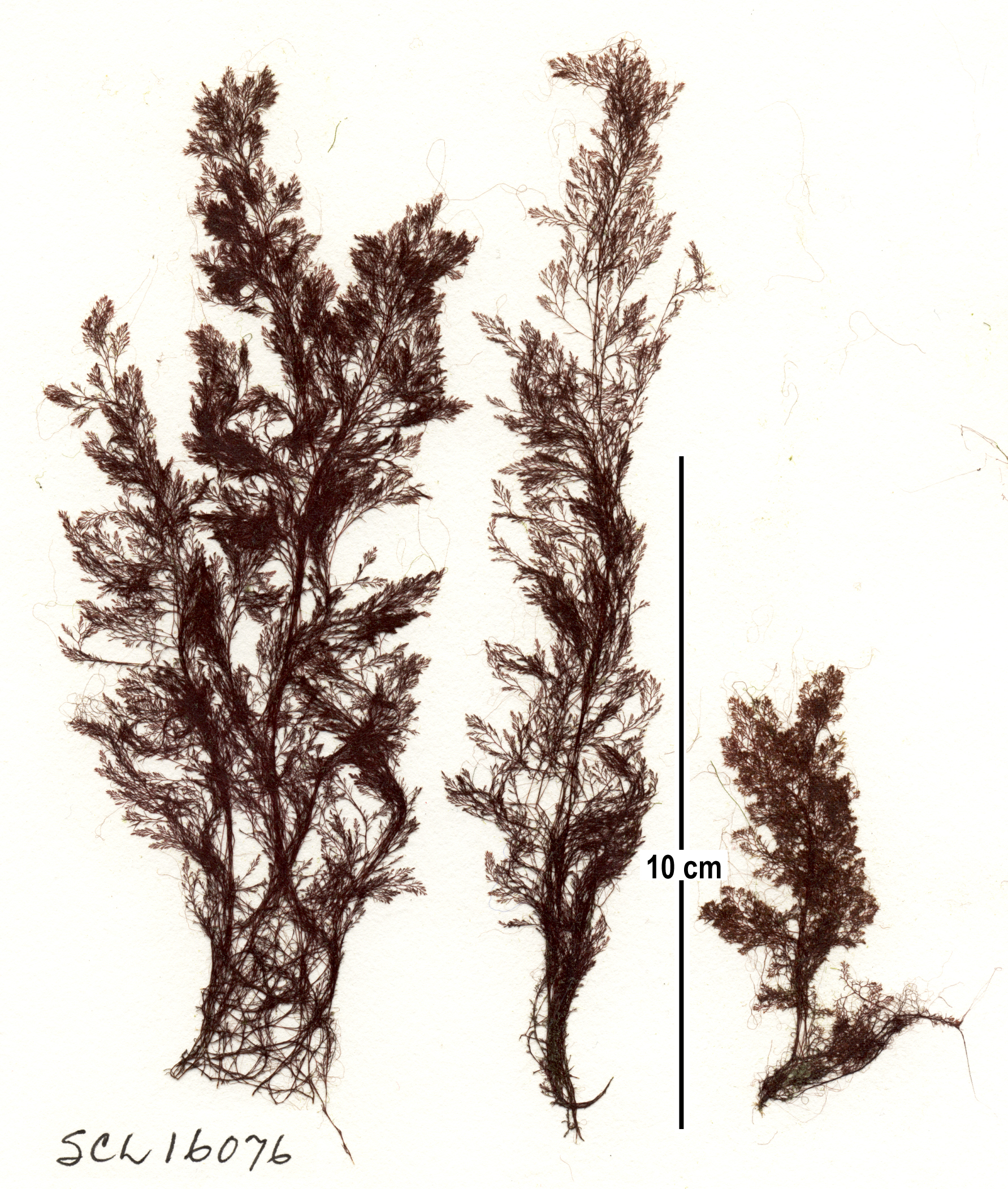 Savoiea bipinnata – S. Lindstrom · Alaska Peninsula · May 2016