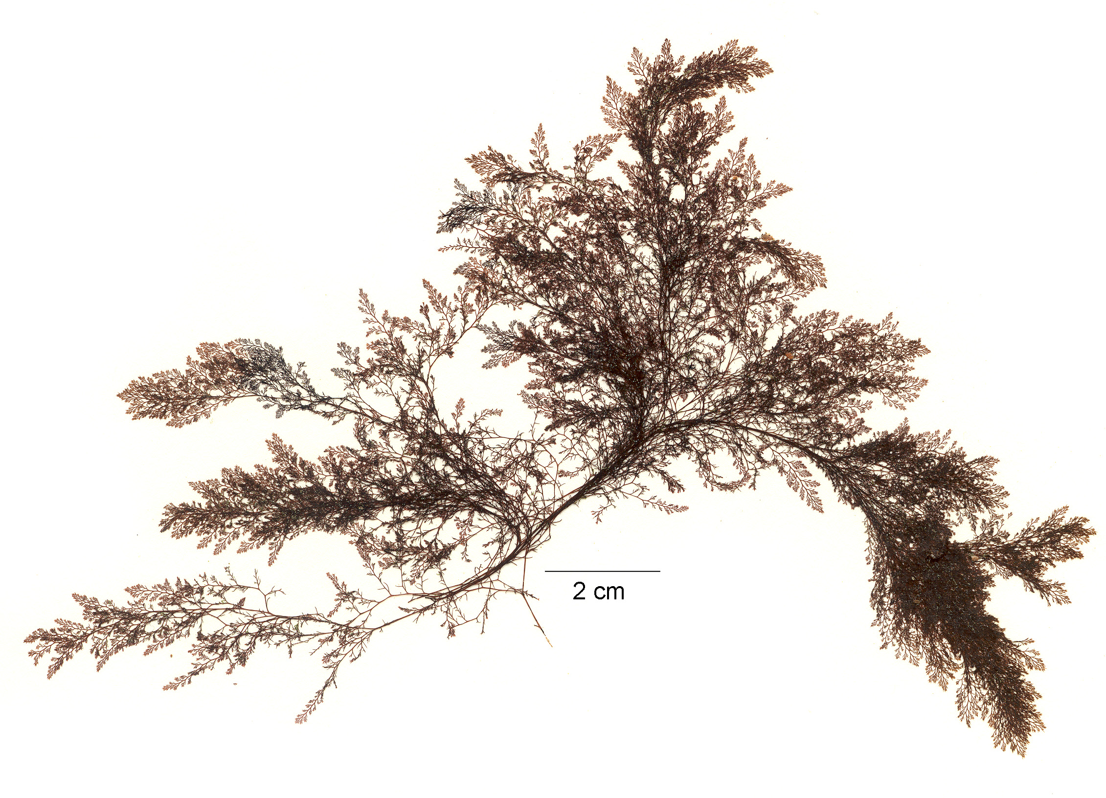 Savoiea bipinnata – M. Lindeberg
