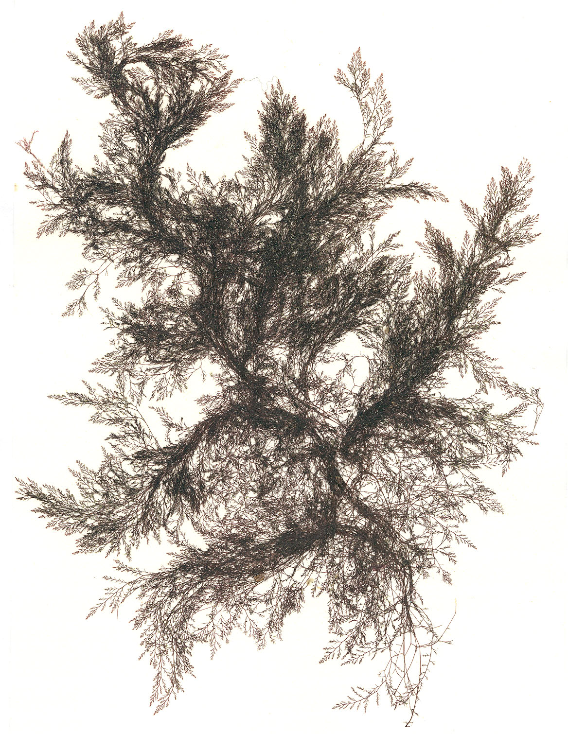 Savoiea bipinnata – M. Lindeberg · Prince William Sound · June 1998