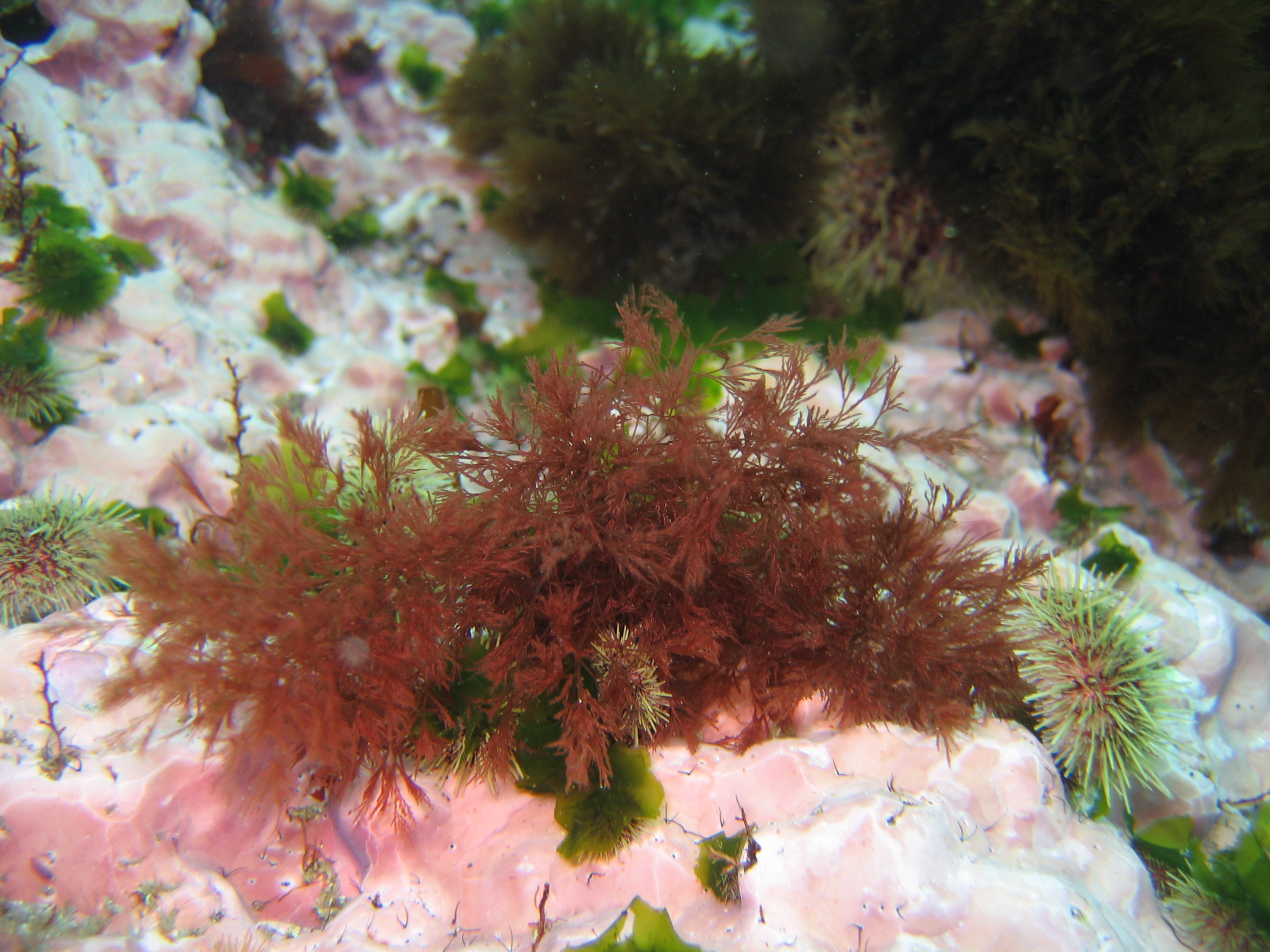 Savoiea hamata – M. Lindeberg · Aleutian Islands · July 2006