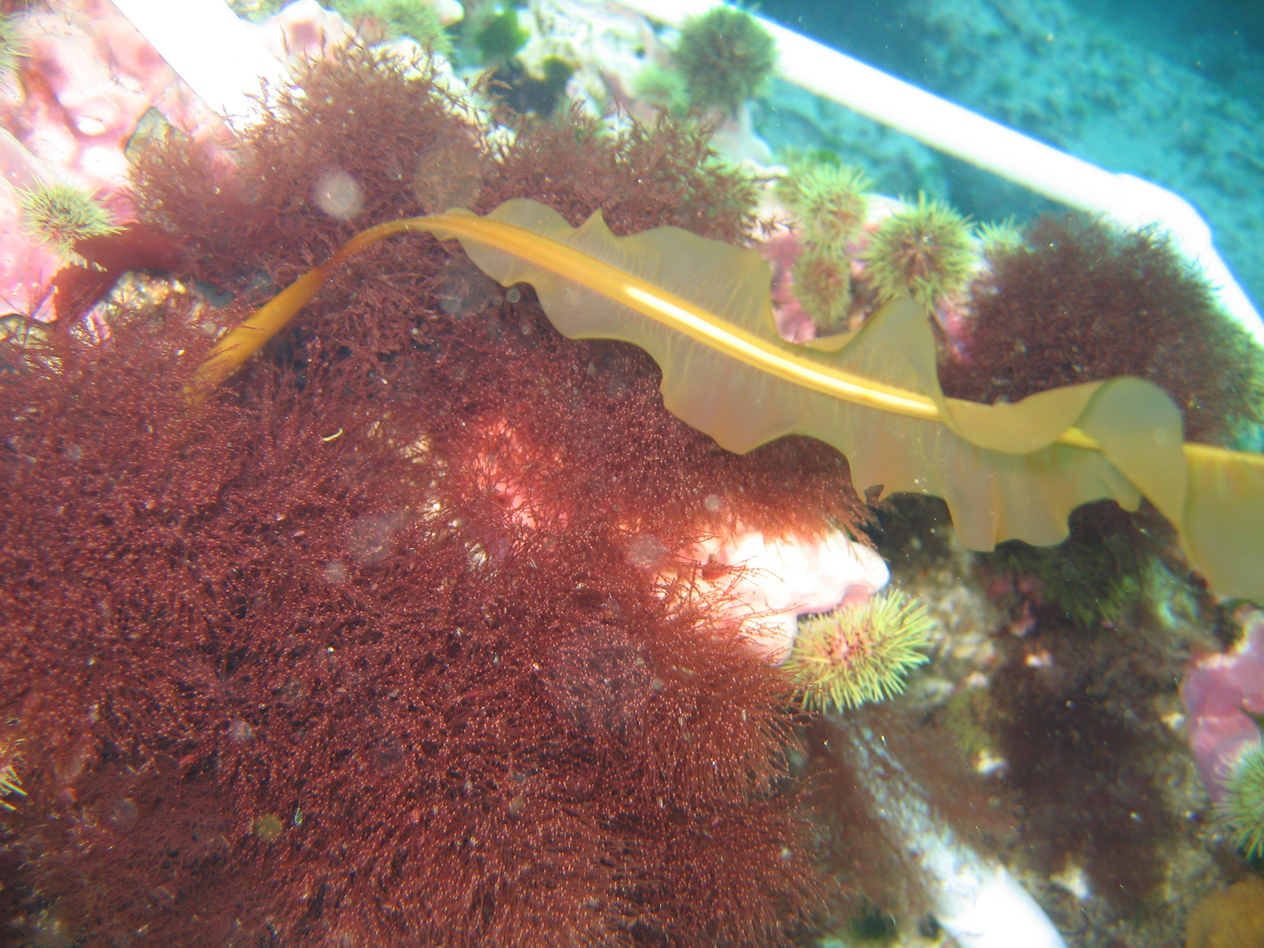 Savoiea hamata – M. Lindeberg · Aleutian Islands · July 2006