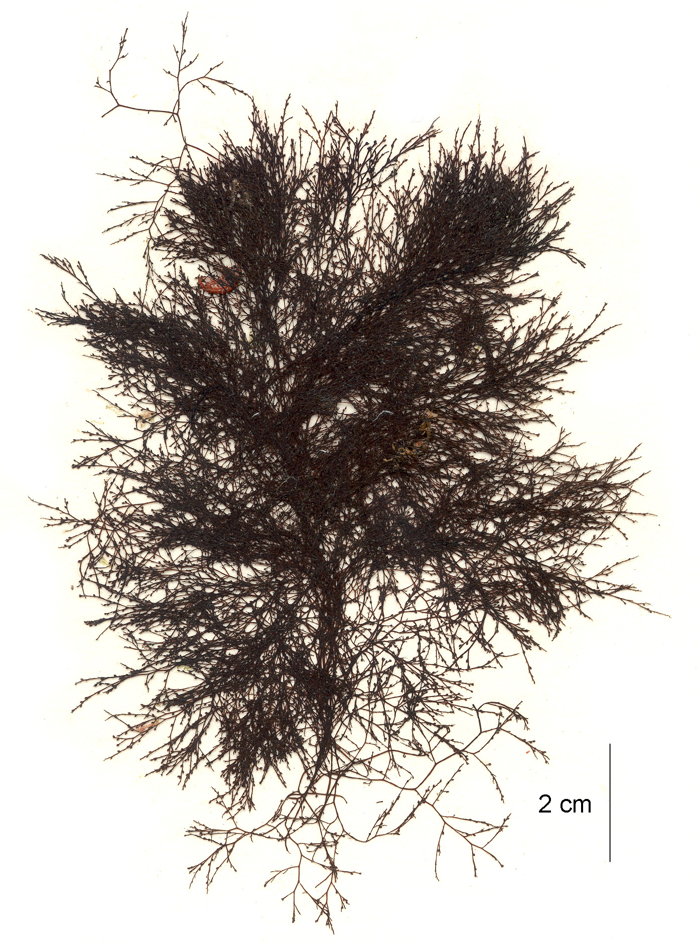 Savoiea hamata