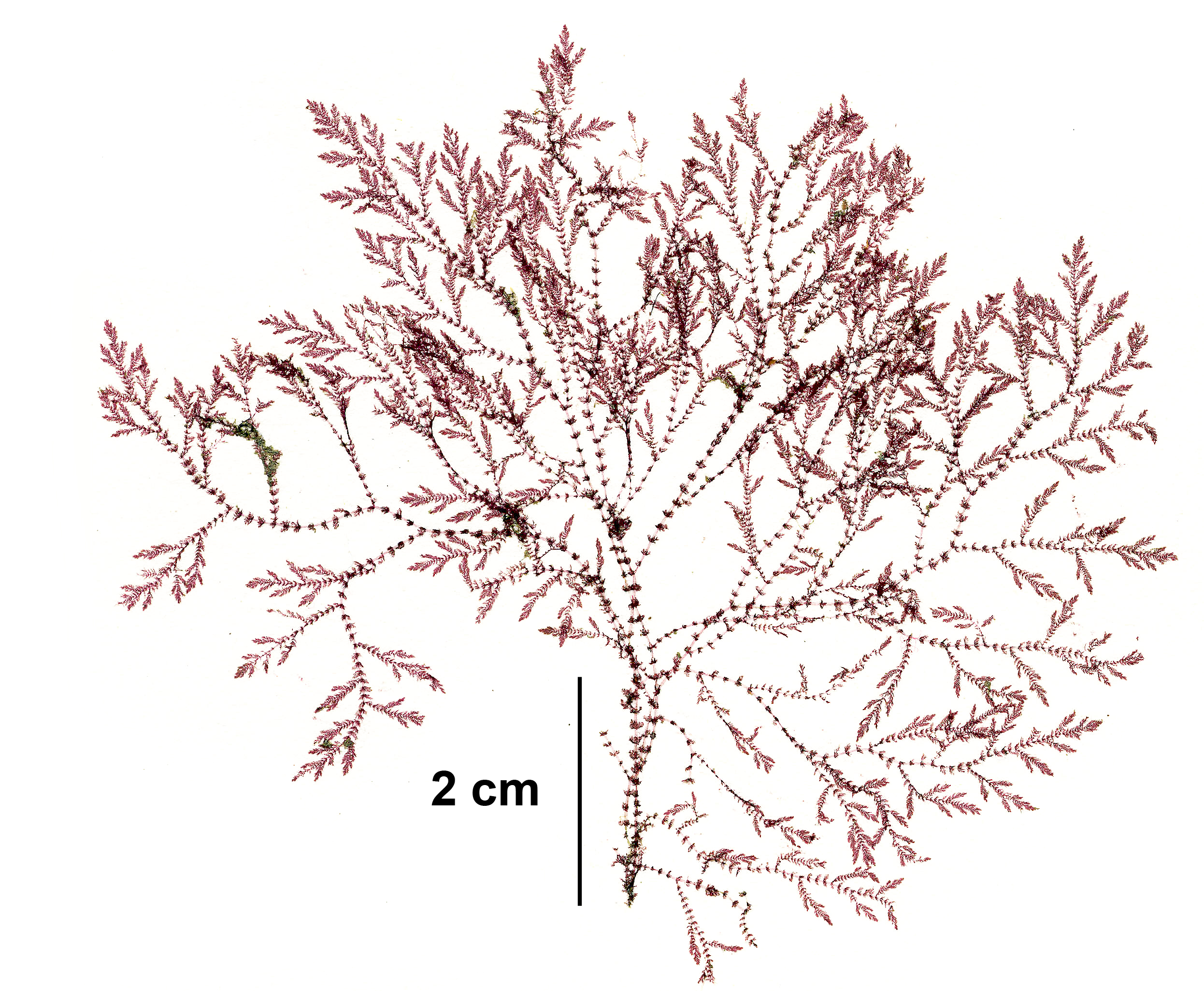 Scagelia occidentalis