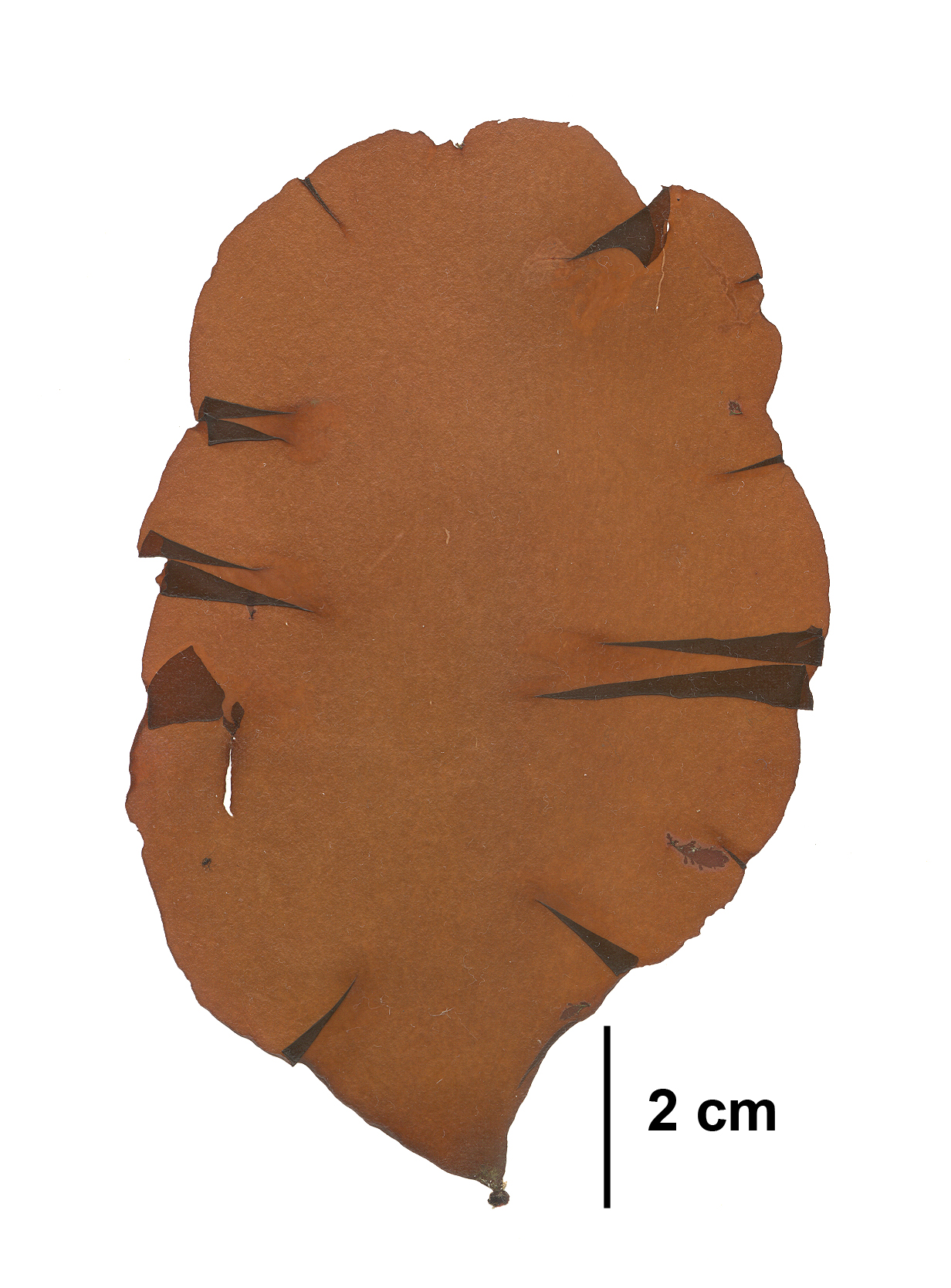 Schizymenia pacifica