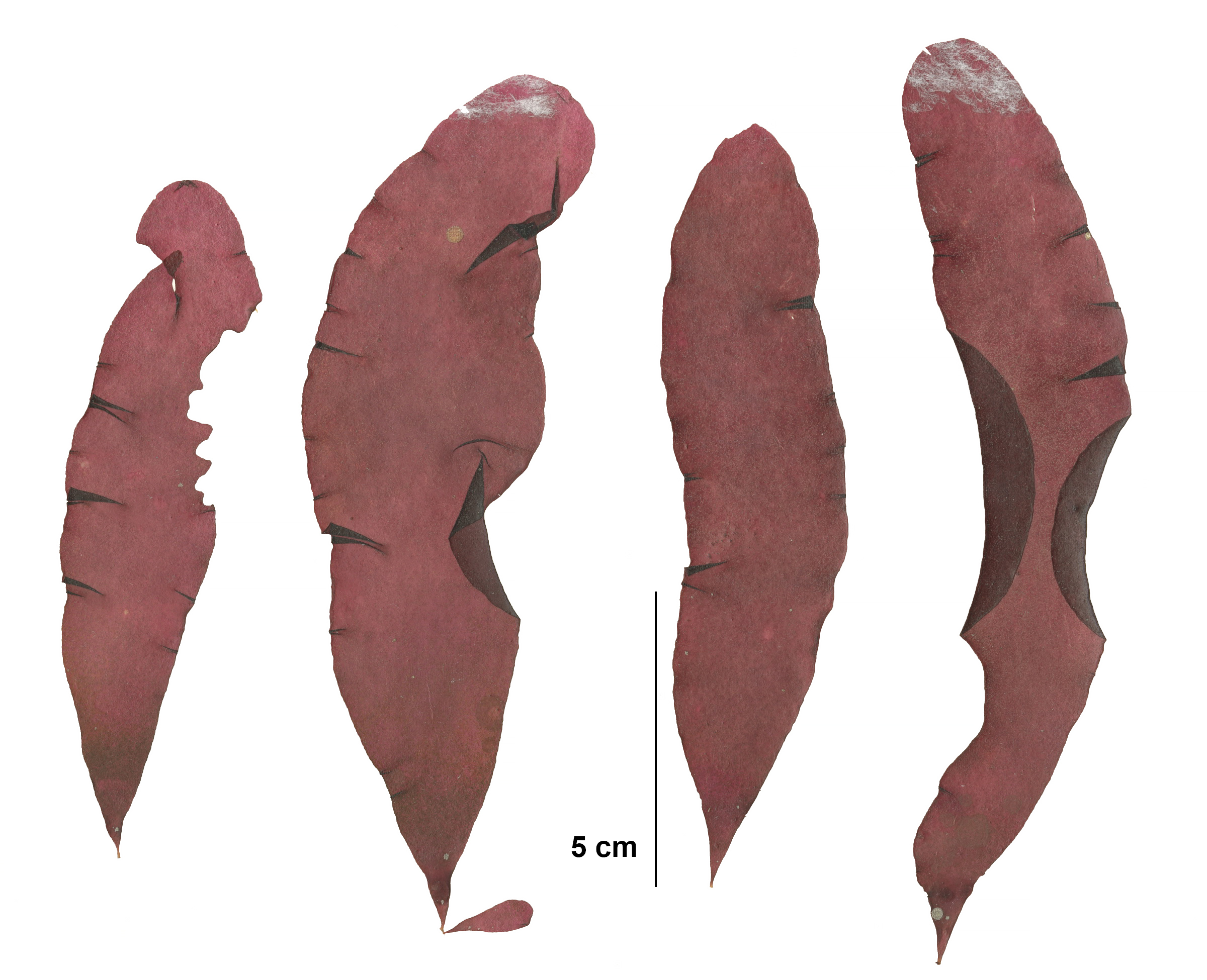 Schizymenia pacifica – M. Lindeberg · Cook Inlet · July 2009